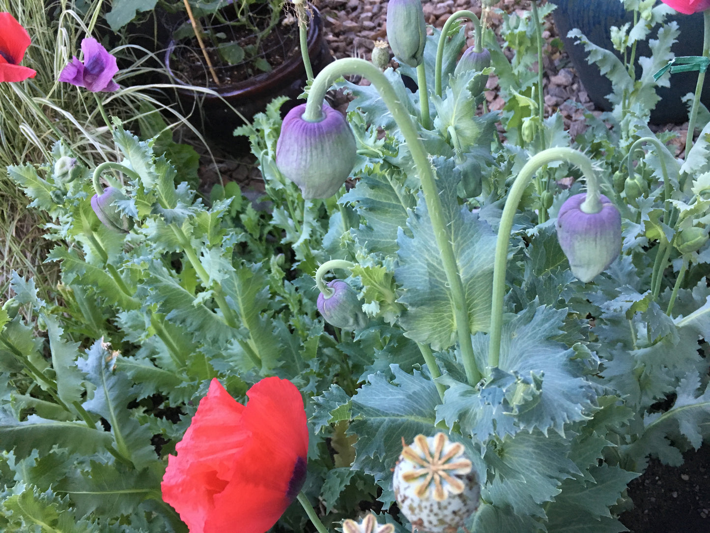 Izmir Hens & Chicks Poppy (500+ seeds)
