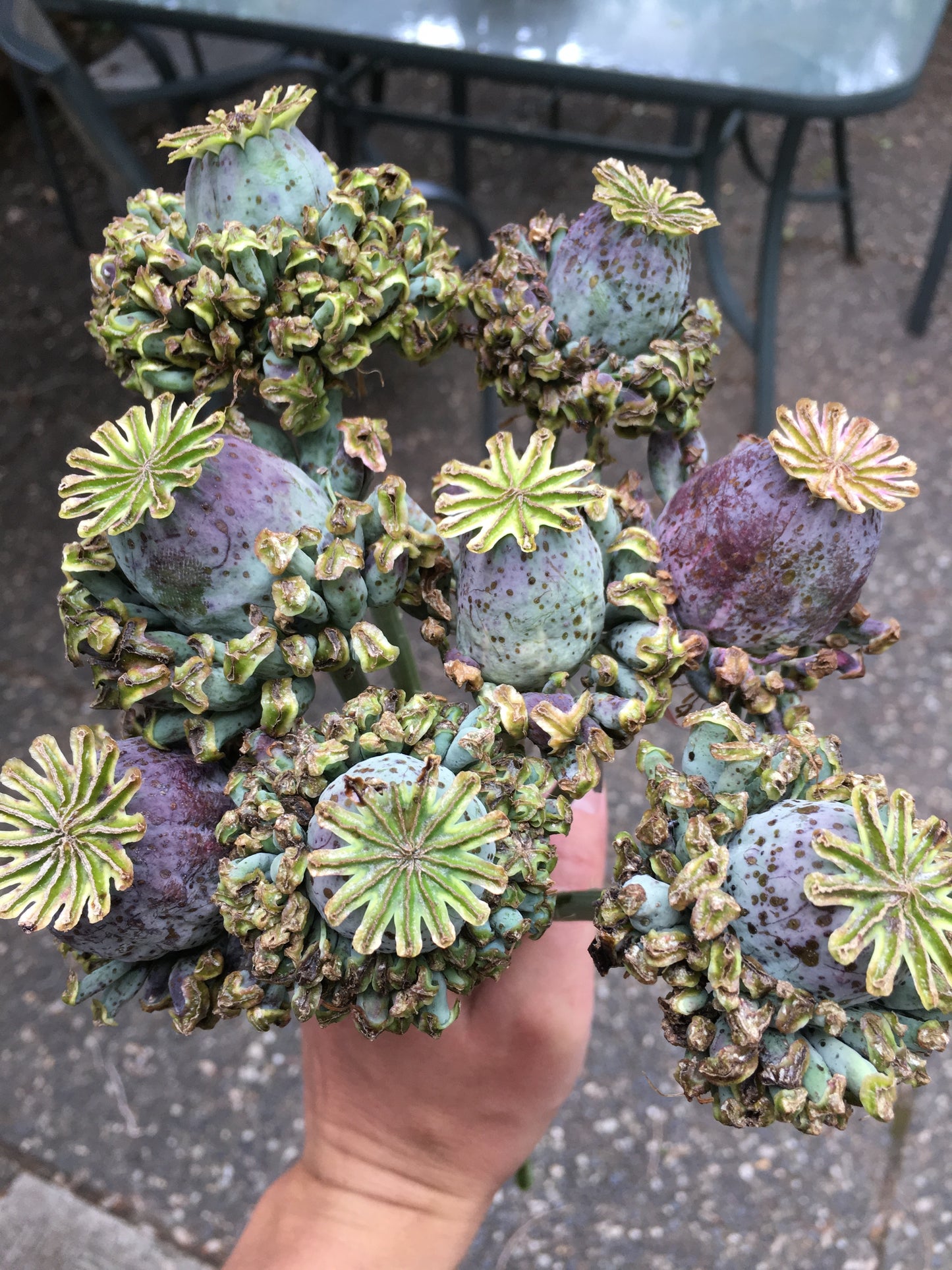 Izmir Hens & Chicks Poppy (500+ seeds)