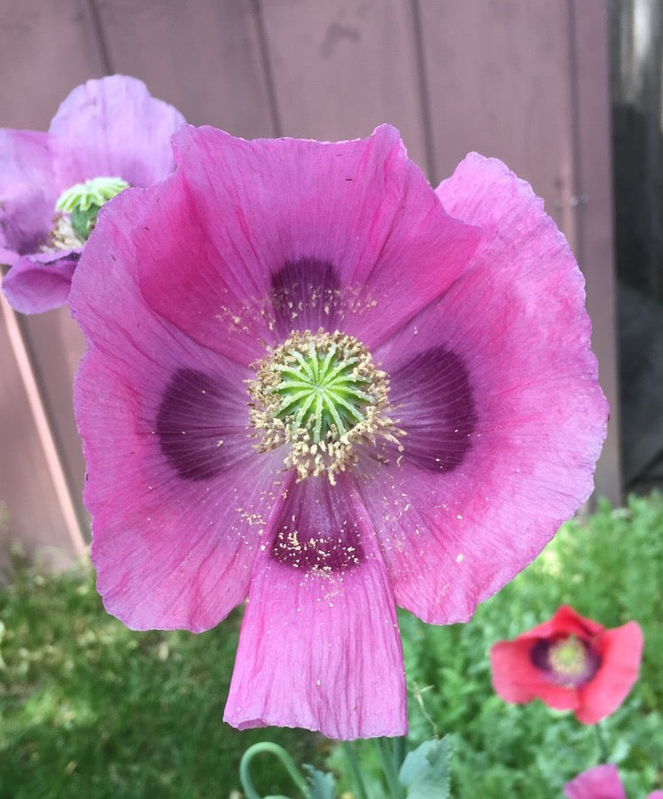 Izmir Garden Mix Poppy (1000+ seeds)