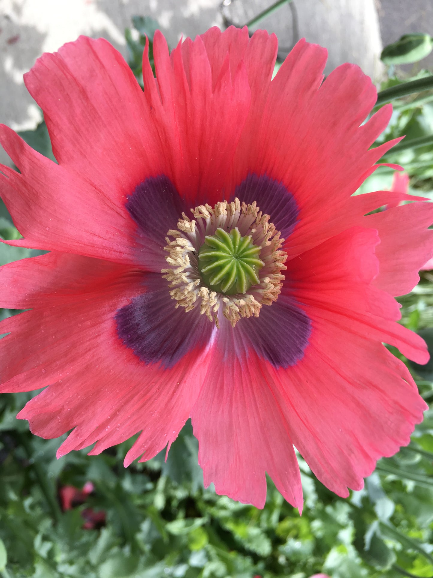 Okanagan Bush Poppy (1000+ seeds)