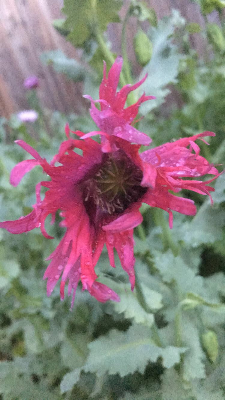 Izmir Garden Mix Poppy (1000+ seeds)