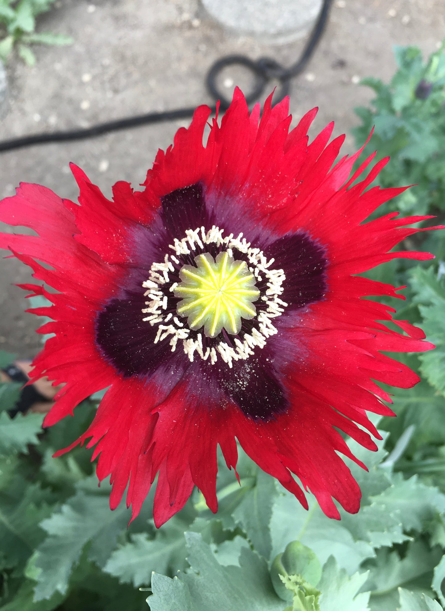 Izmir Garden Mix Poppy (1000+ seeds)