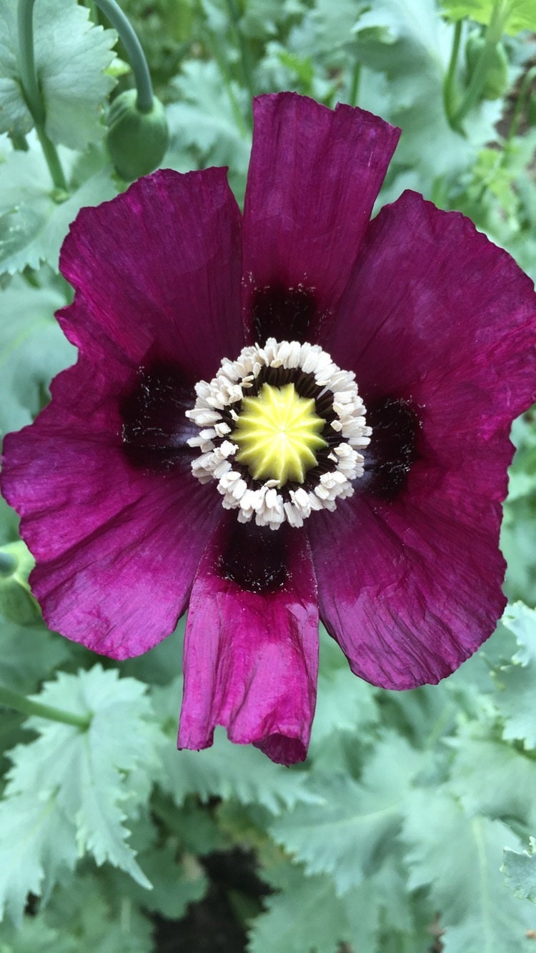 Poppy: Izmir Lauren's Grape (1000+ seeds)