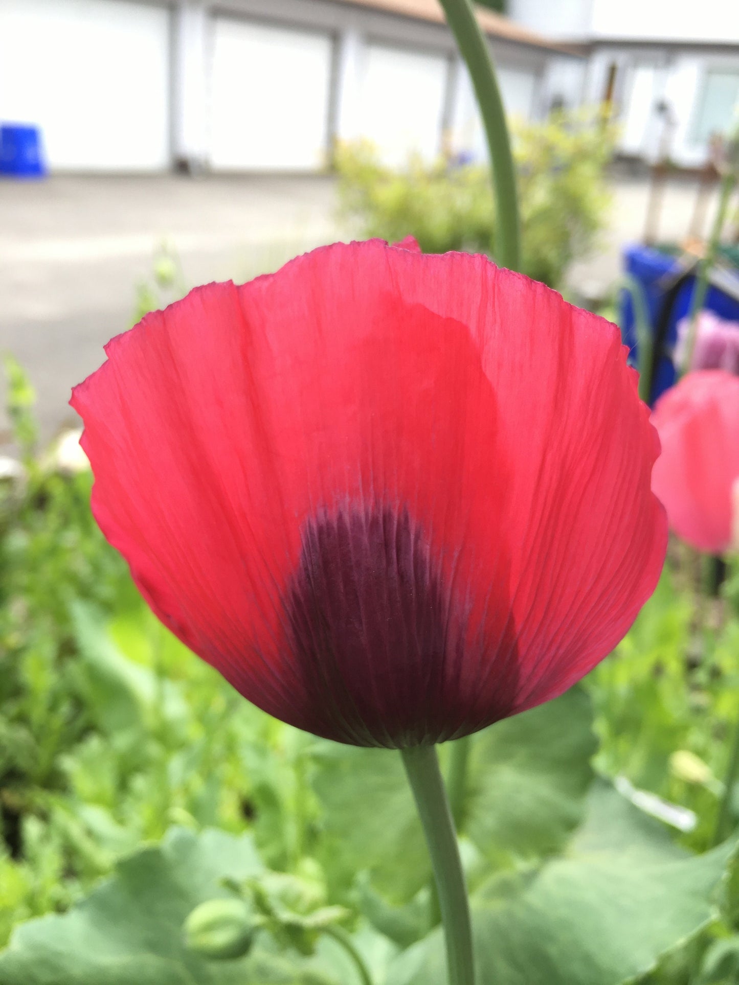 Poppy: Izmir Turkish Red (1000+ seeds)
