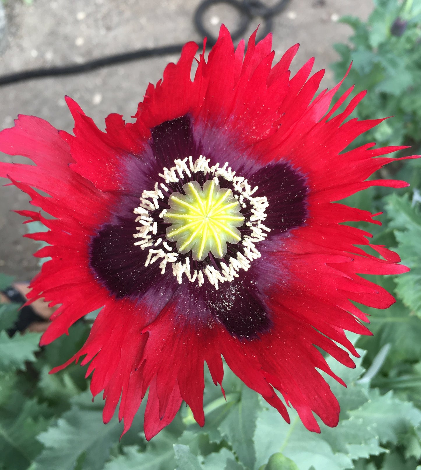 Poppy: Izmir Turkish Red (1000+ seeds)