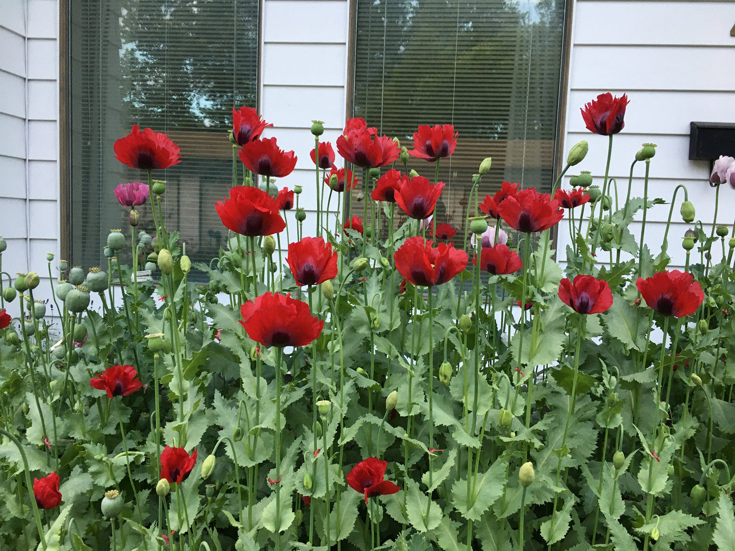 Poppy: Izmir Turkish Red (1000+ seeds)