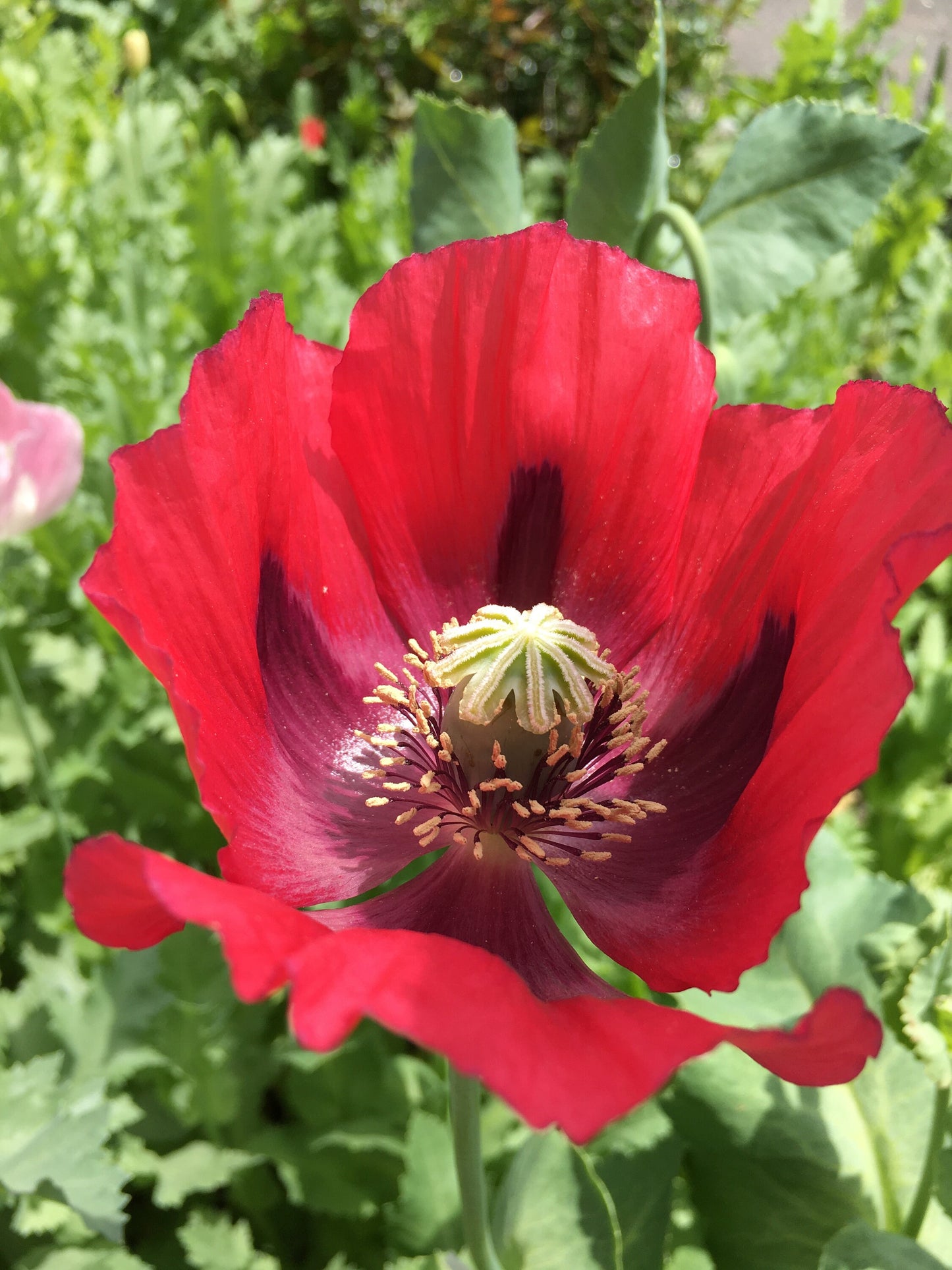 Poppy: Izmir Turkish Red (1000+ seeds)