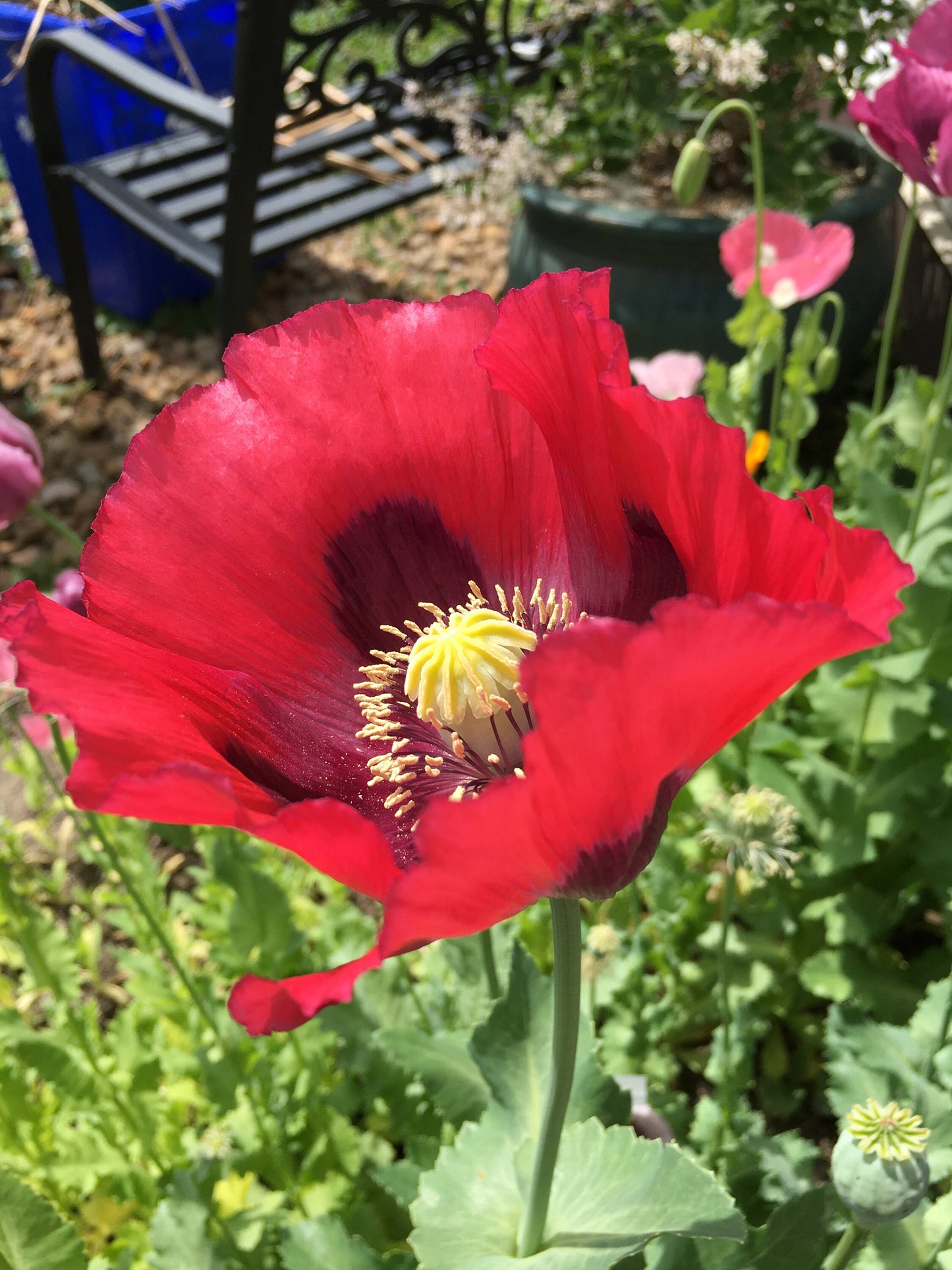Poppy: Izmir Turkish Red (1000+ seeds)