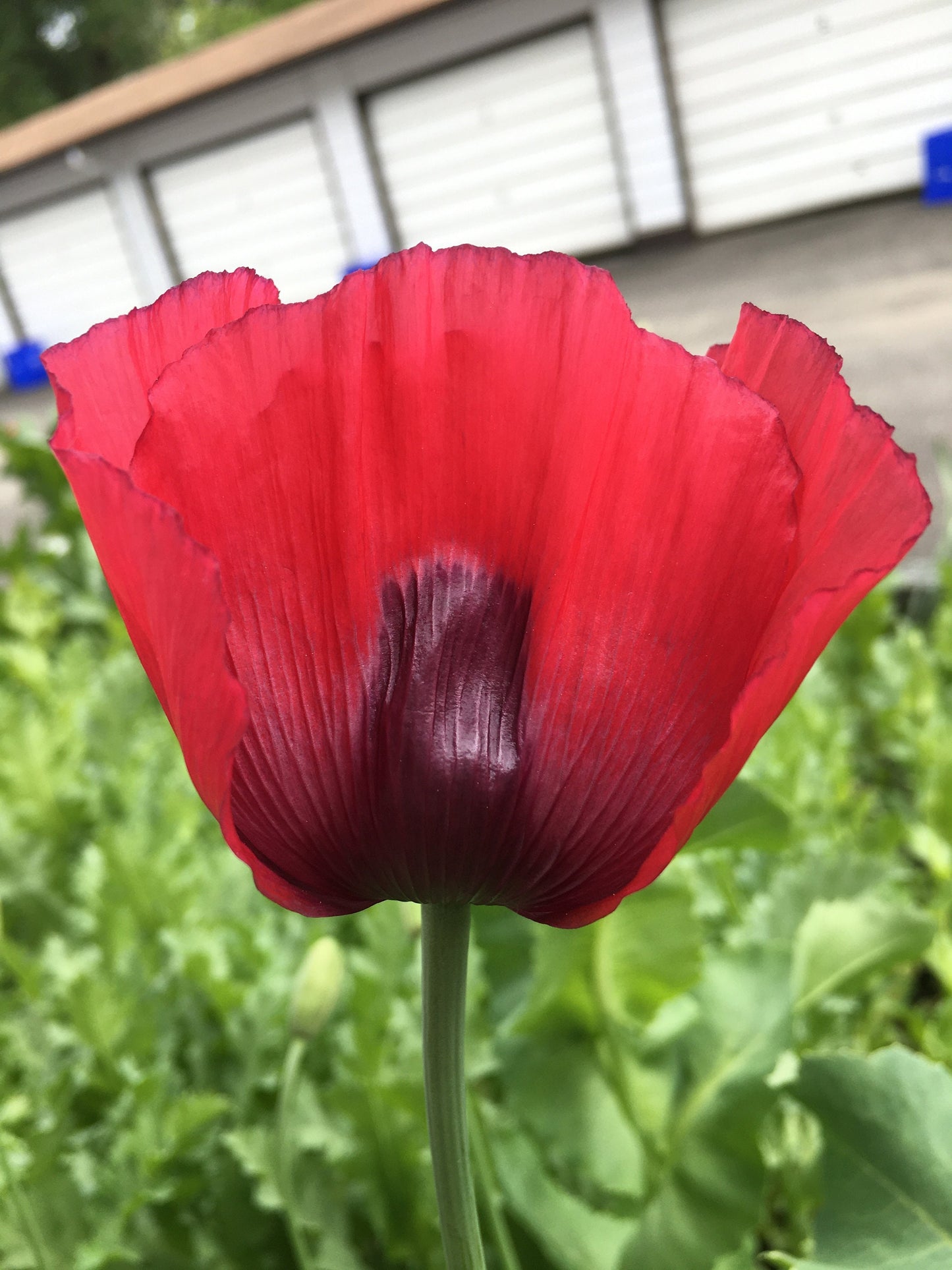 Poppy: Izmir Turkish Red (1000+ seeds)