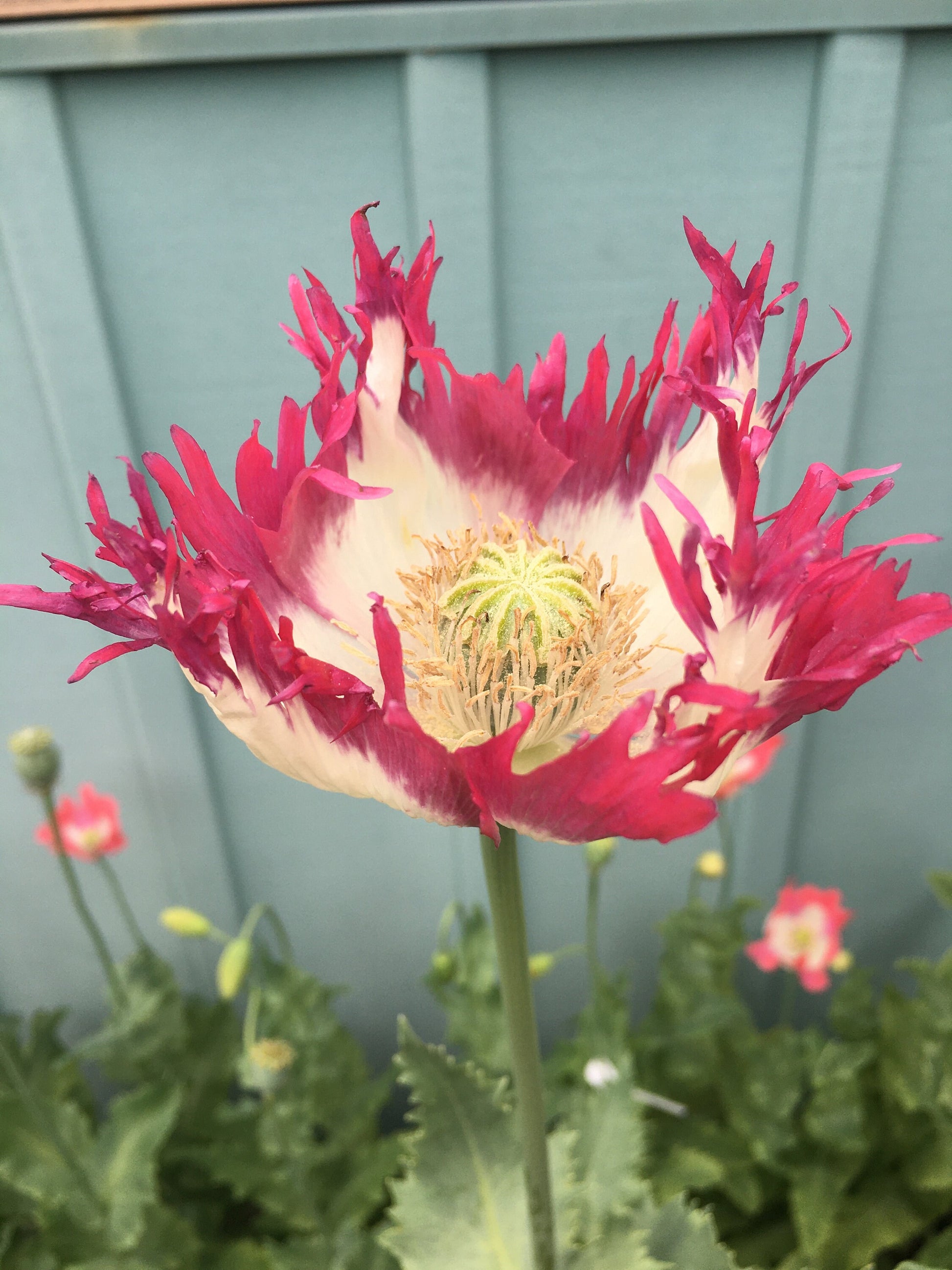Poppy: Izmir Afghan Pink Flame (500+ seeds)