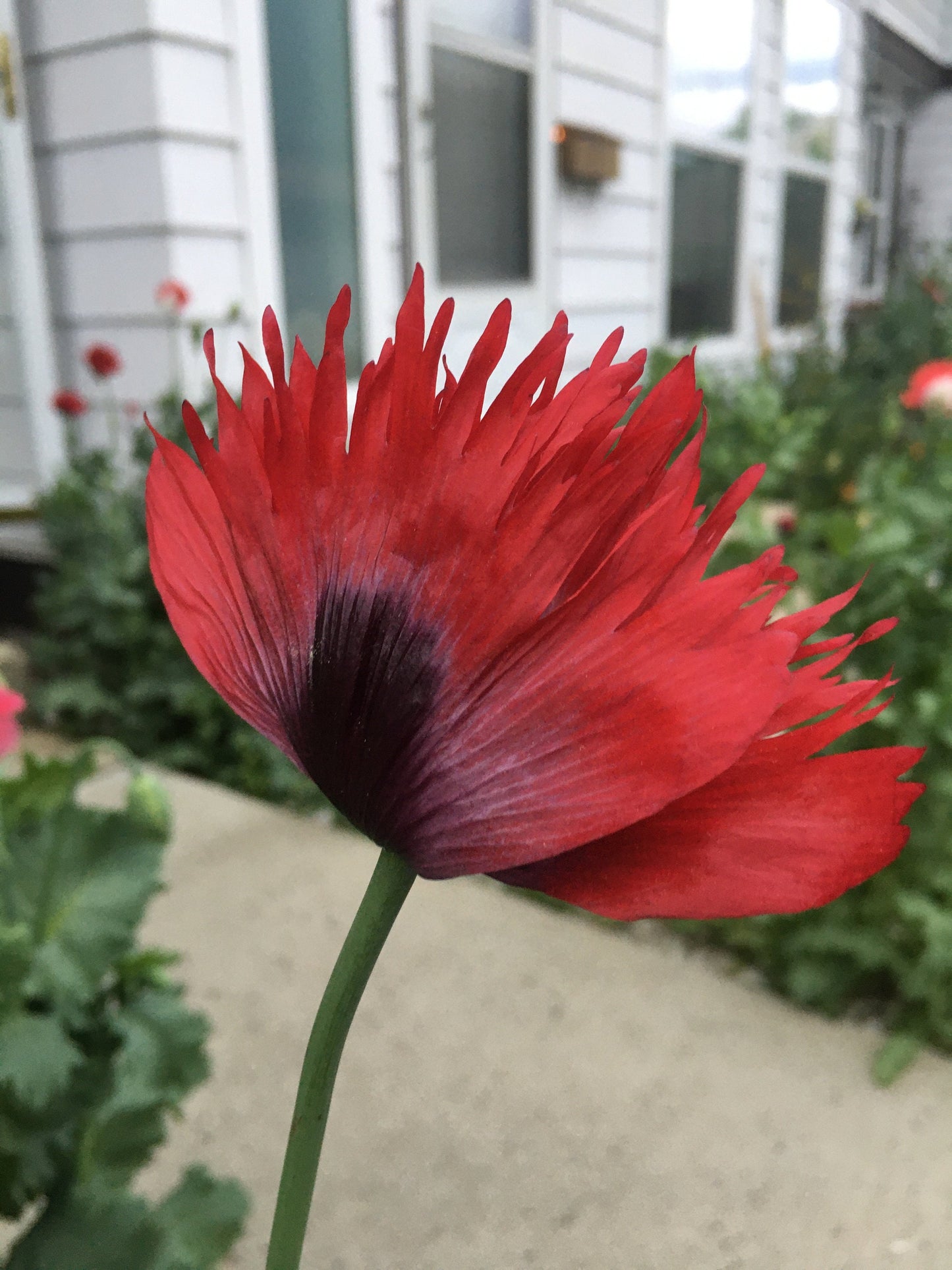 Poppy: Izmir Turkish Red (1000+ seeds)
