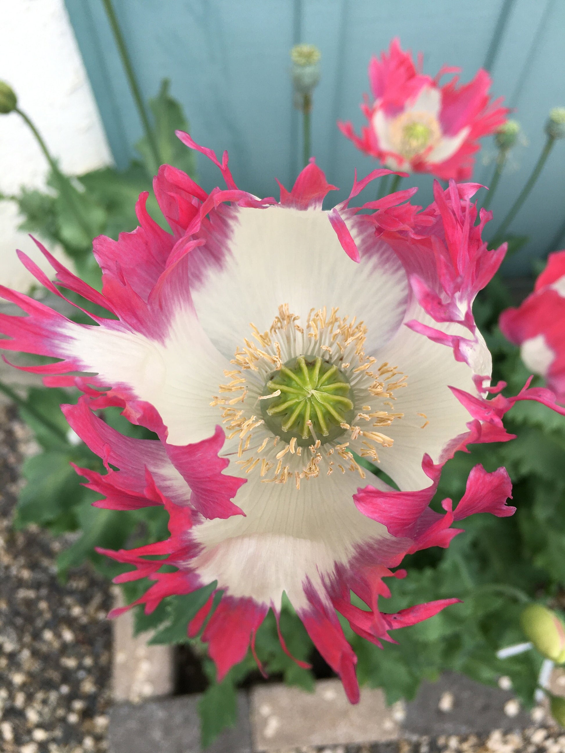 Poppy: Izmir Afghan Pink Flame (500+ seeds)