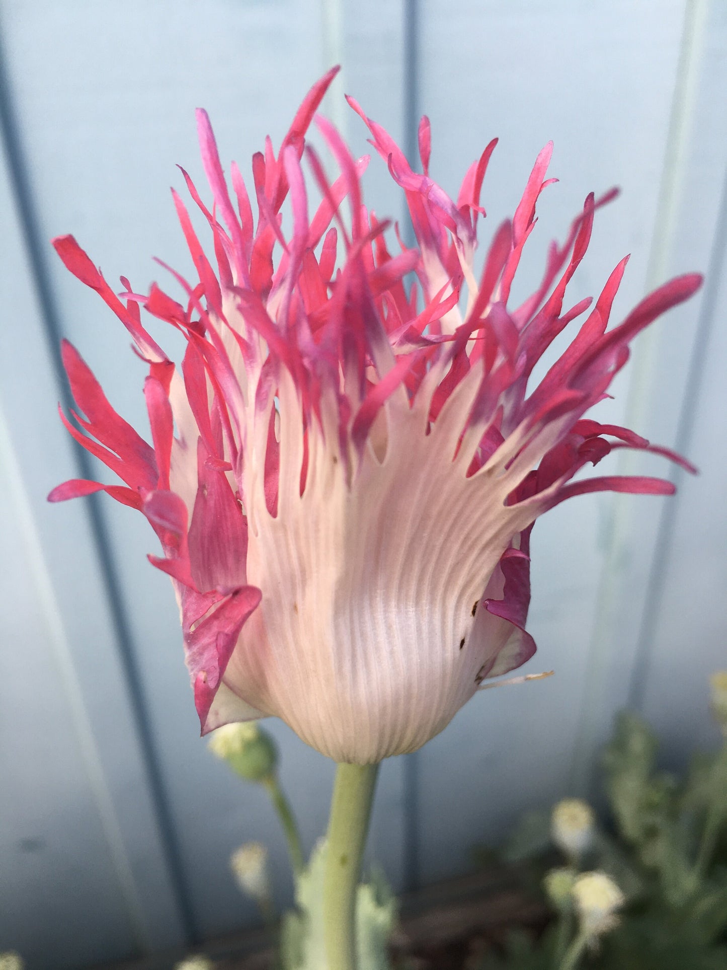 Poppy: Izmir Afghan Pink Flame (500+ seeds)