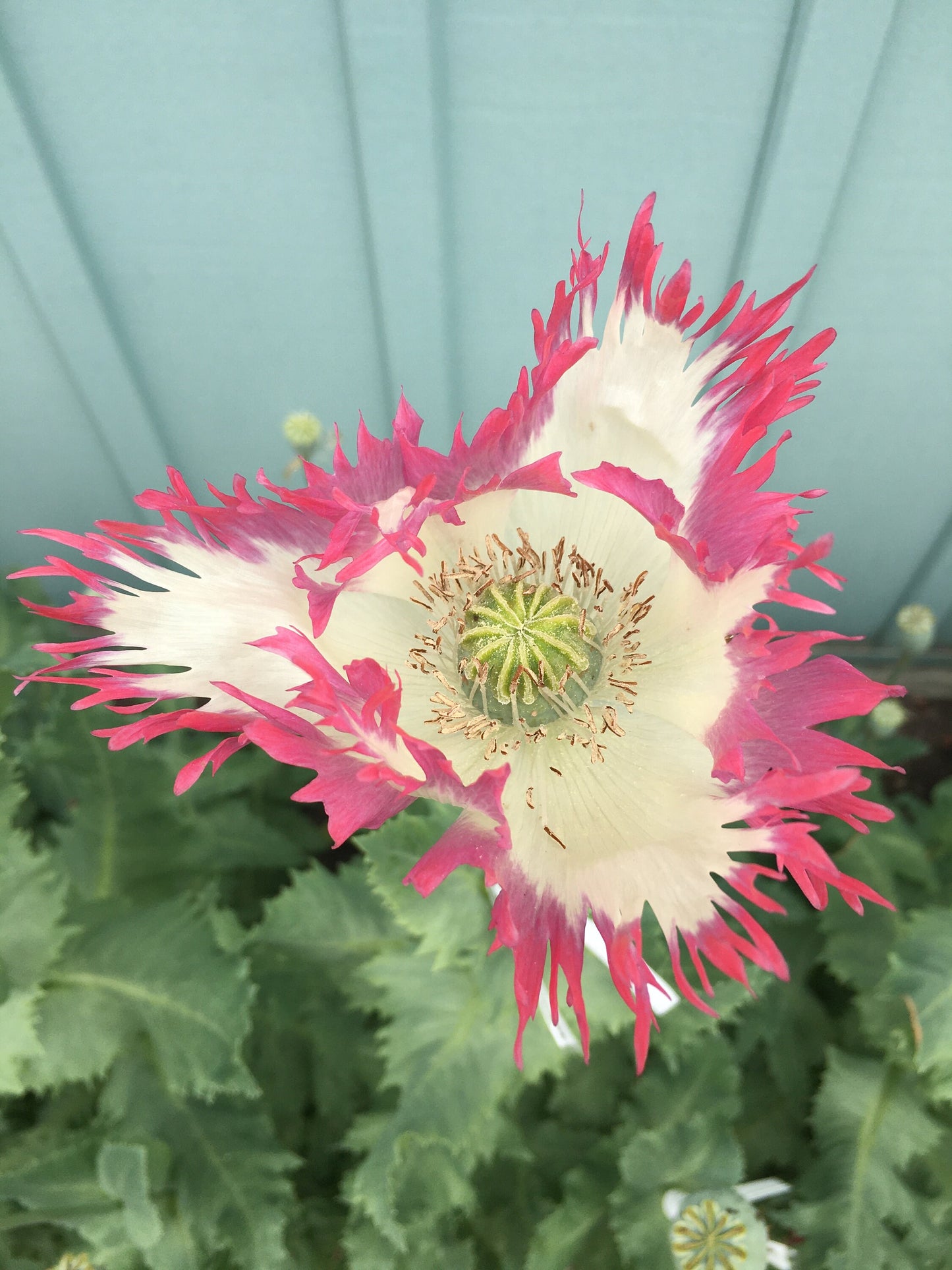 Poppy: Izmir Afghan Pink Flame (500+ seeds)