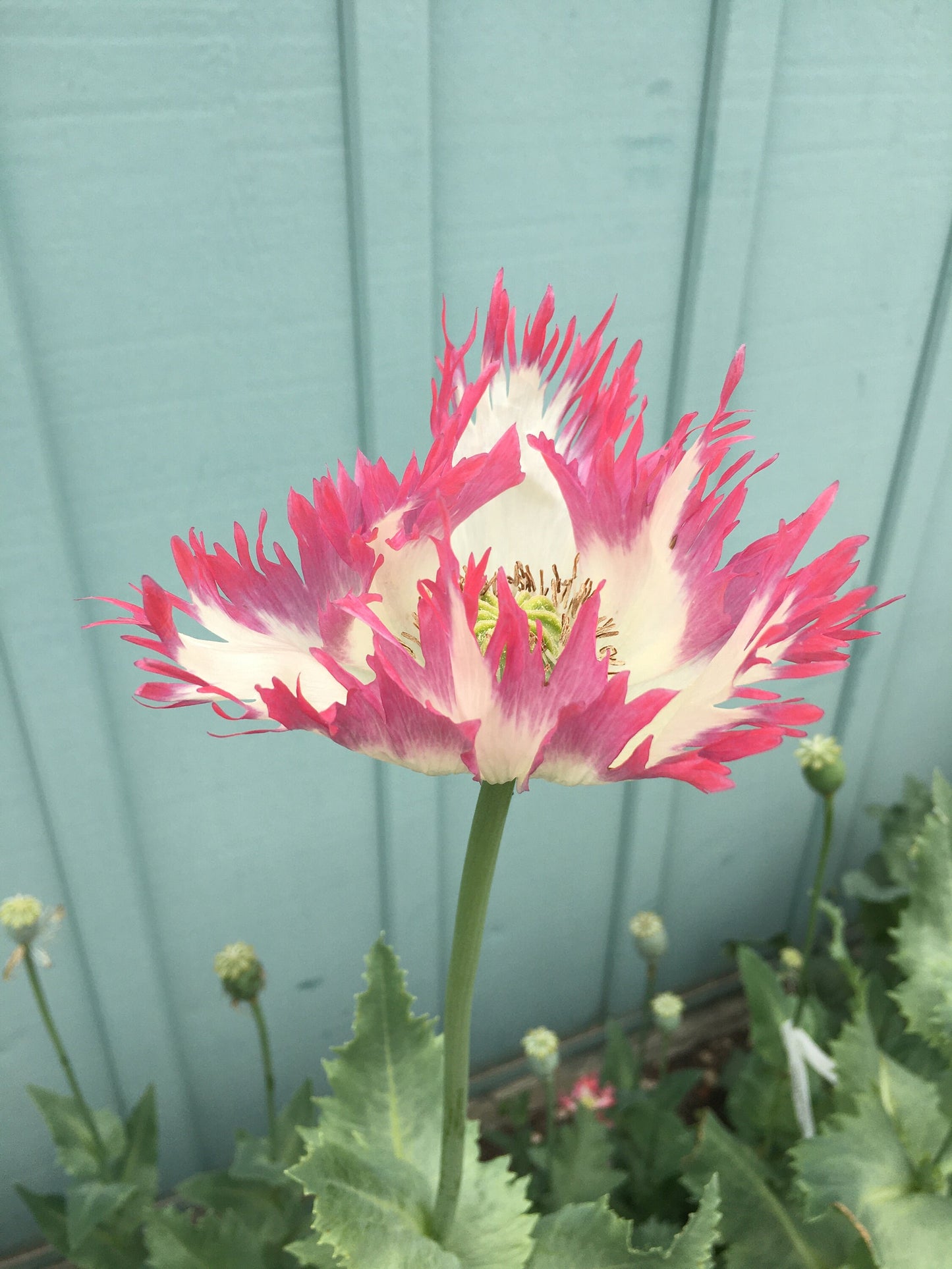 Poppy: Izmir Afghan Pink Flame (500+ seeds)
