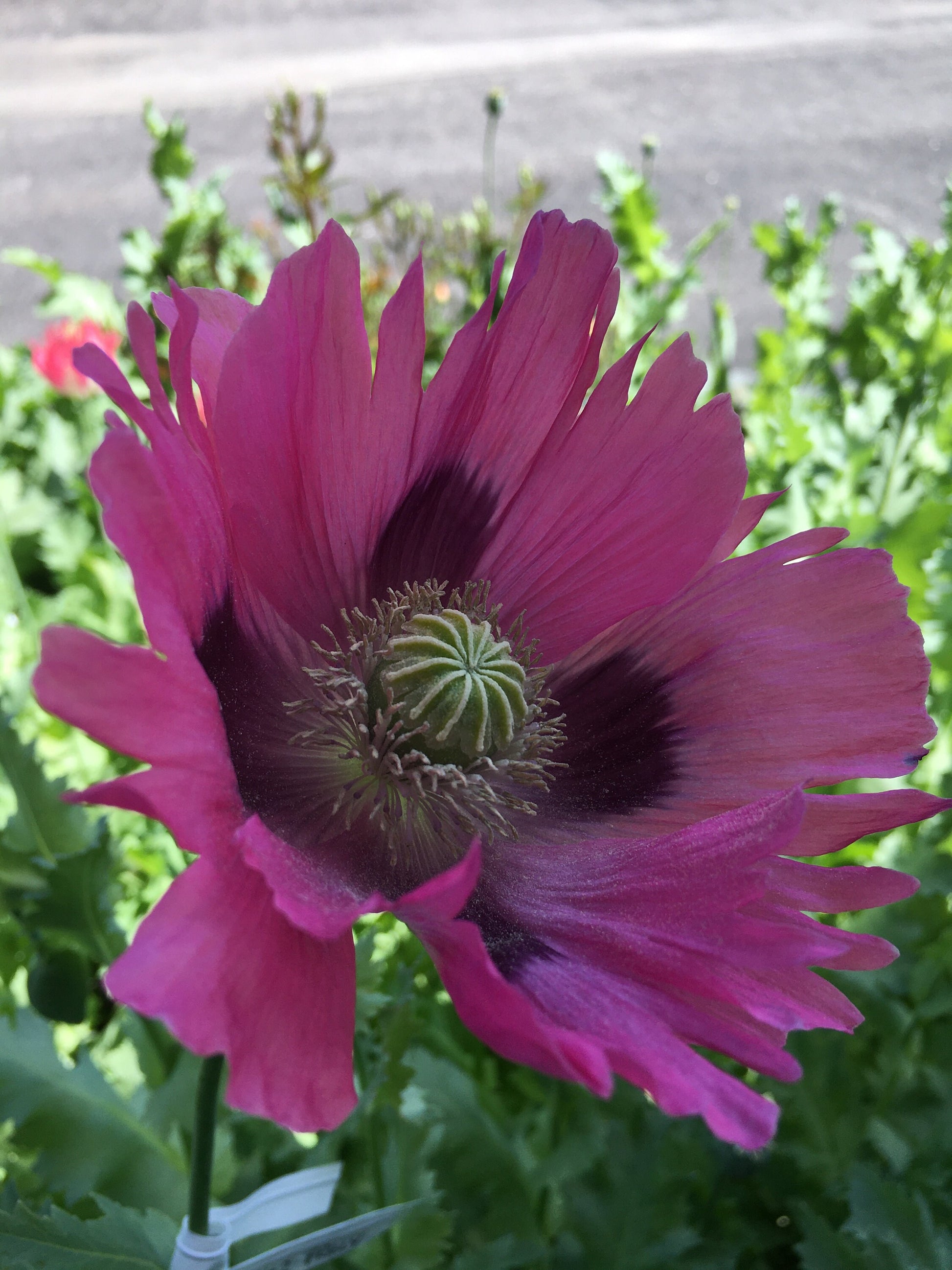 Poppy: Izmir Pink Pepperbox (1000+ seeds)