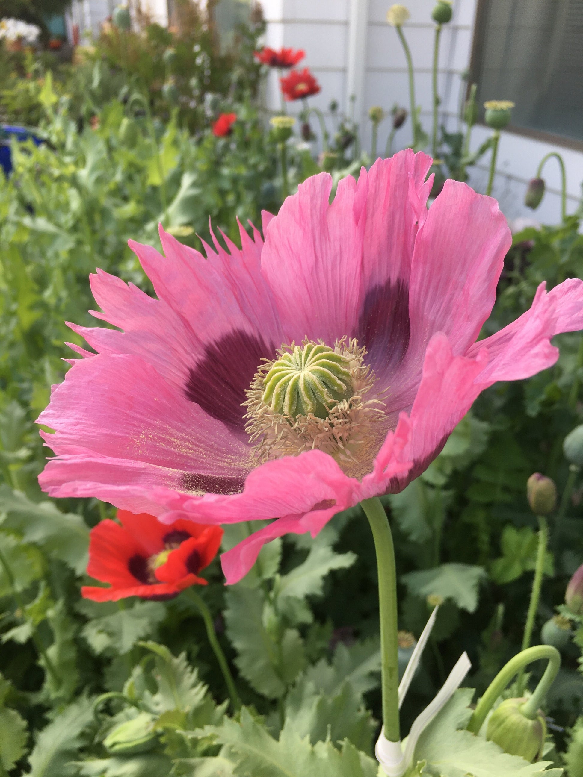 Poppy: Izmir Pink Pepperbox (1000+ seeds)