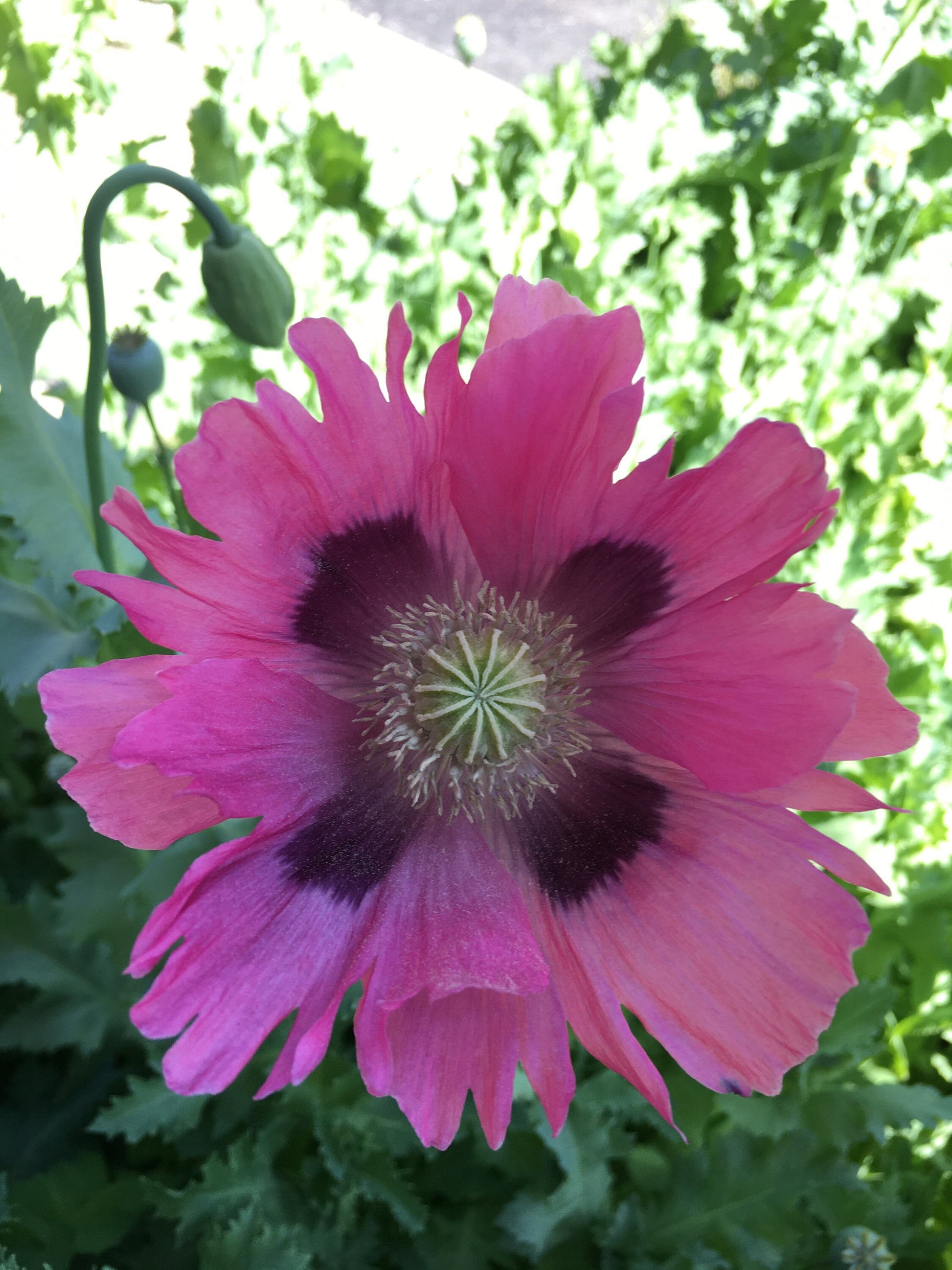 Poppy: Izmir Pink Pepperbox (1000+ seeds)