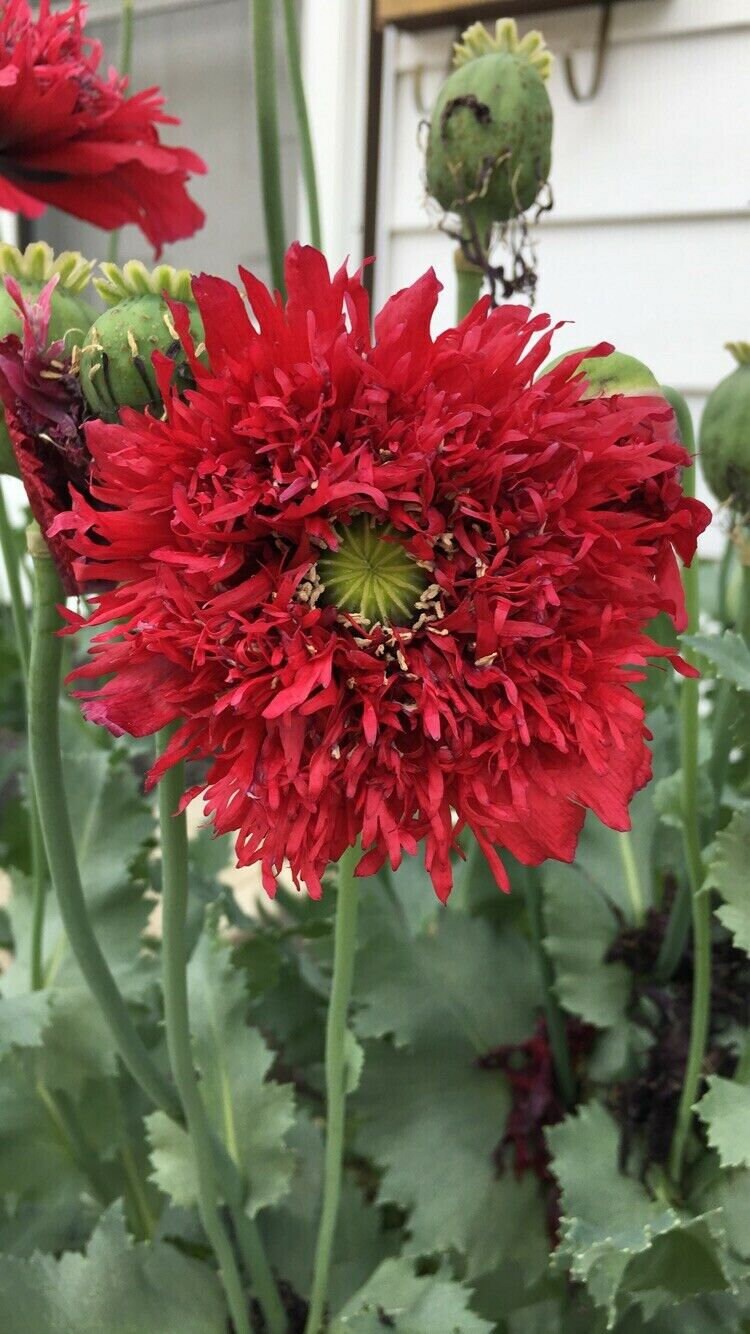 Poppy: Sugarplum Red