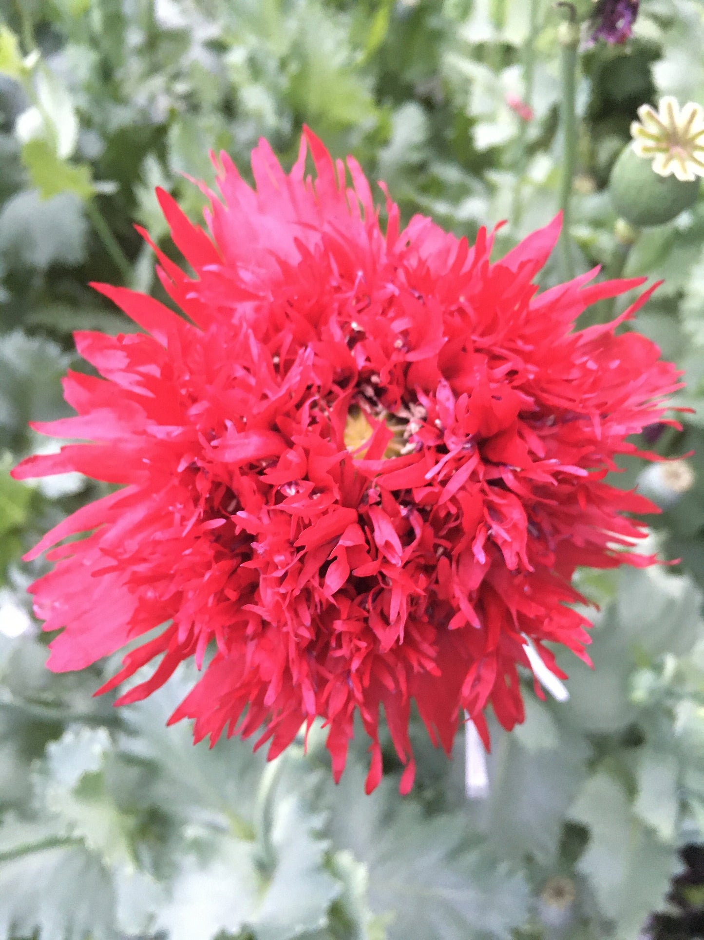 Poppy: Sugarplum Red