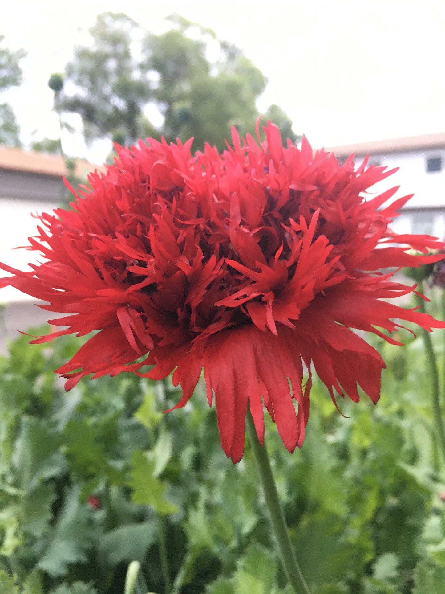 Poppy: Sugarplum Red
