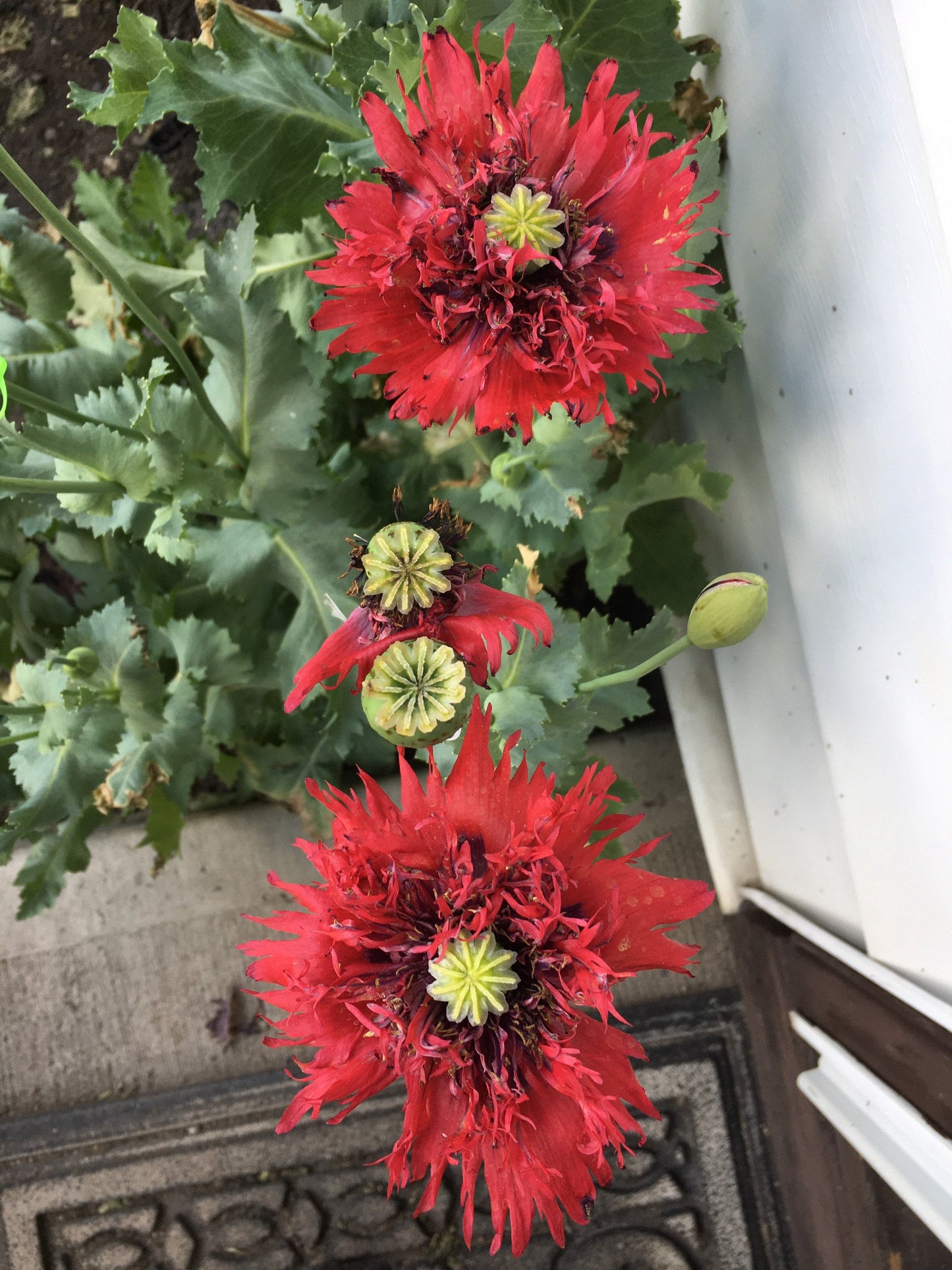 Poppy: Sugarplum Red