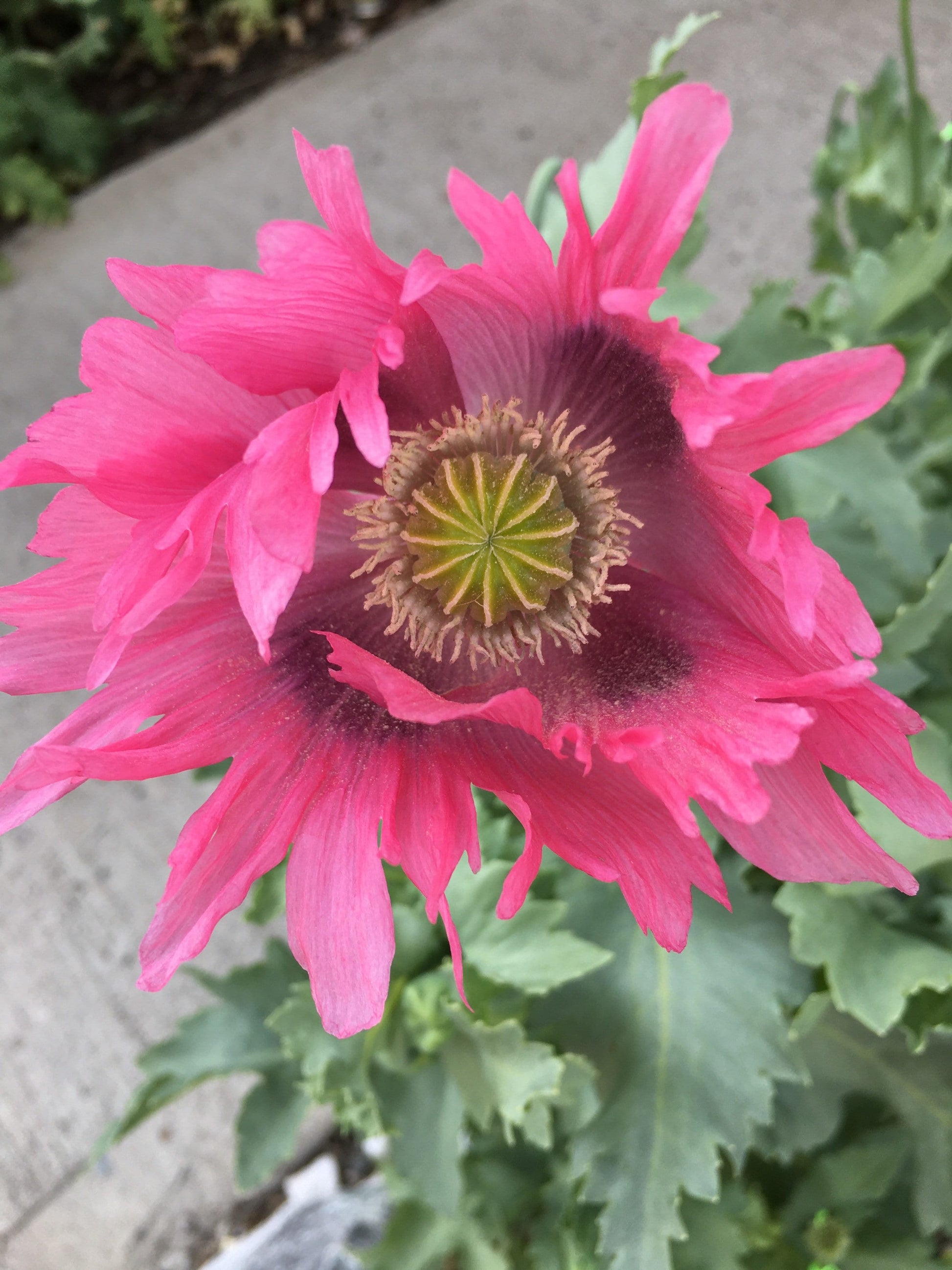 Poppy: Izmir Pink Pepperbox (1000+ seeds)
