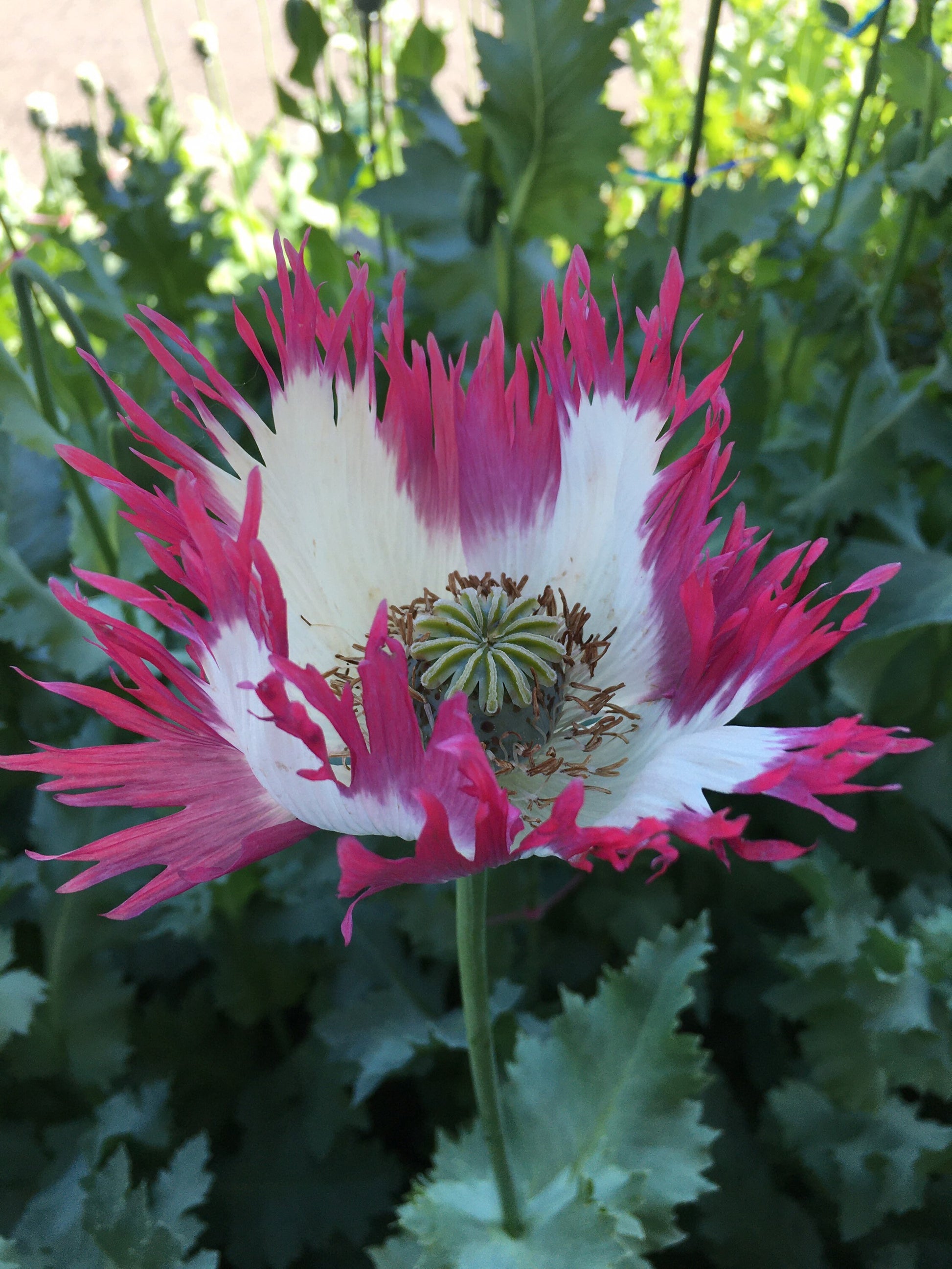 Poppy: Izmir Afghan Pink Flame (500+ seeds)