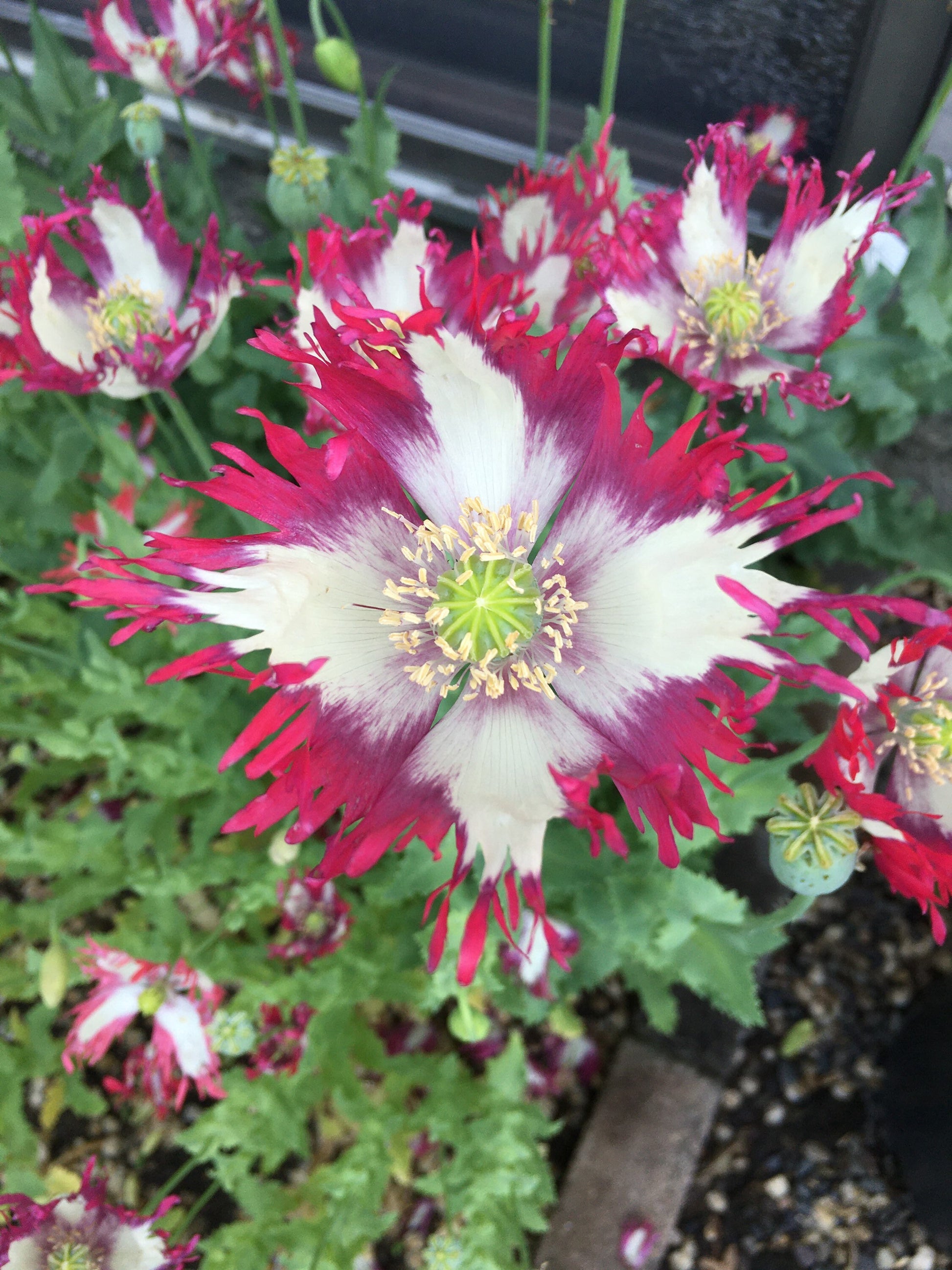 Poppy: Izmir Afghan Pink Flame (500+ seeds)