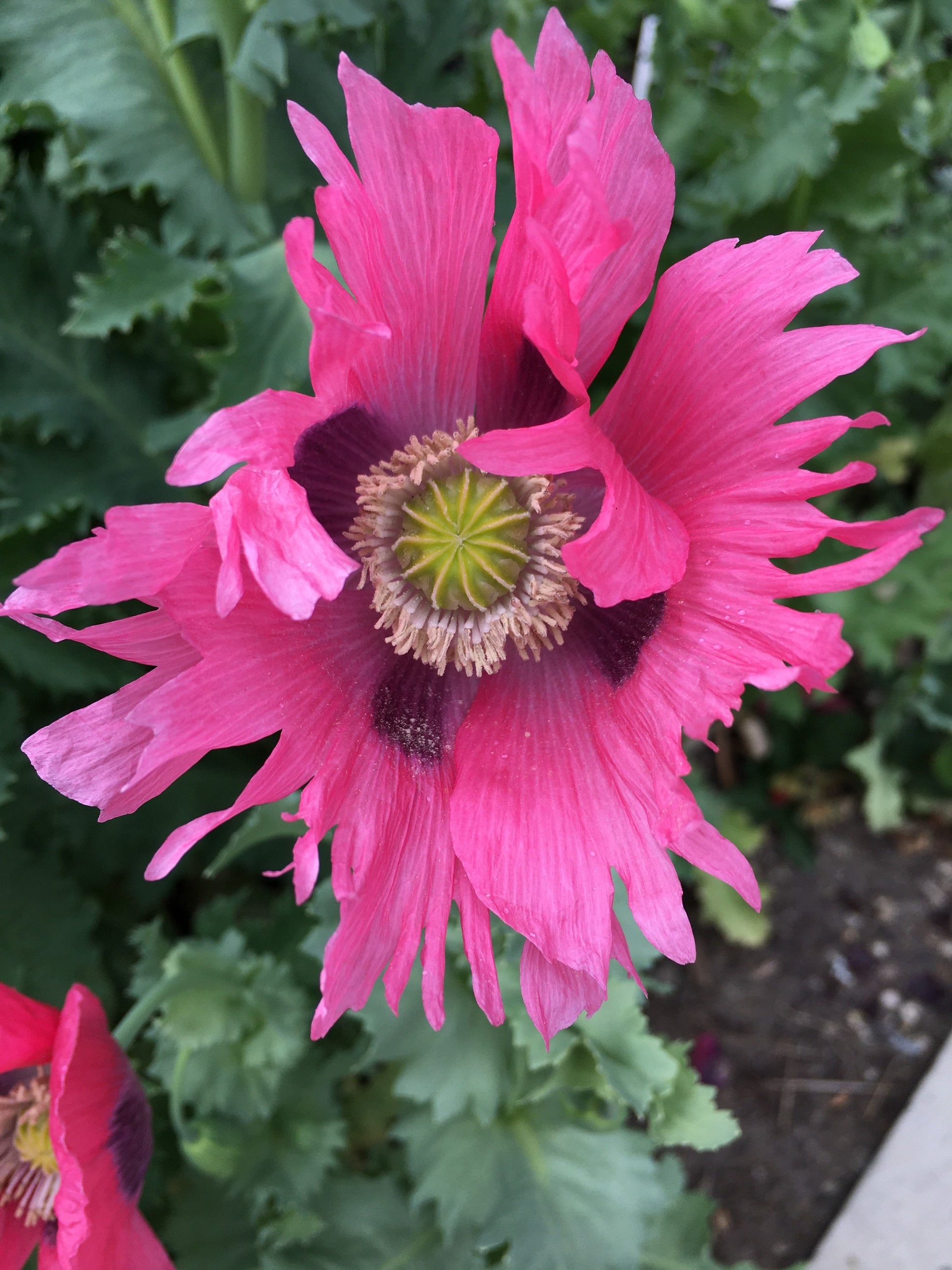 Poppy: Izmir Pink Pepperbox (1000+ seeds)