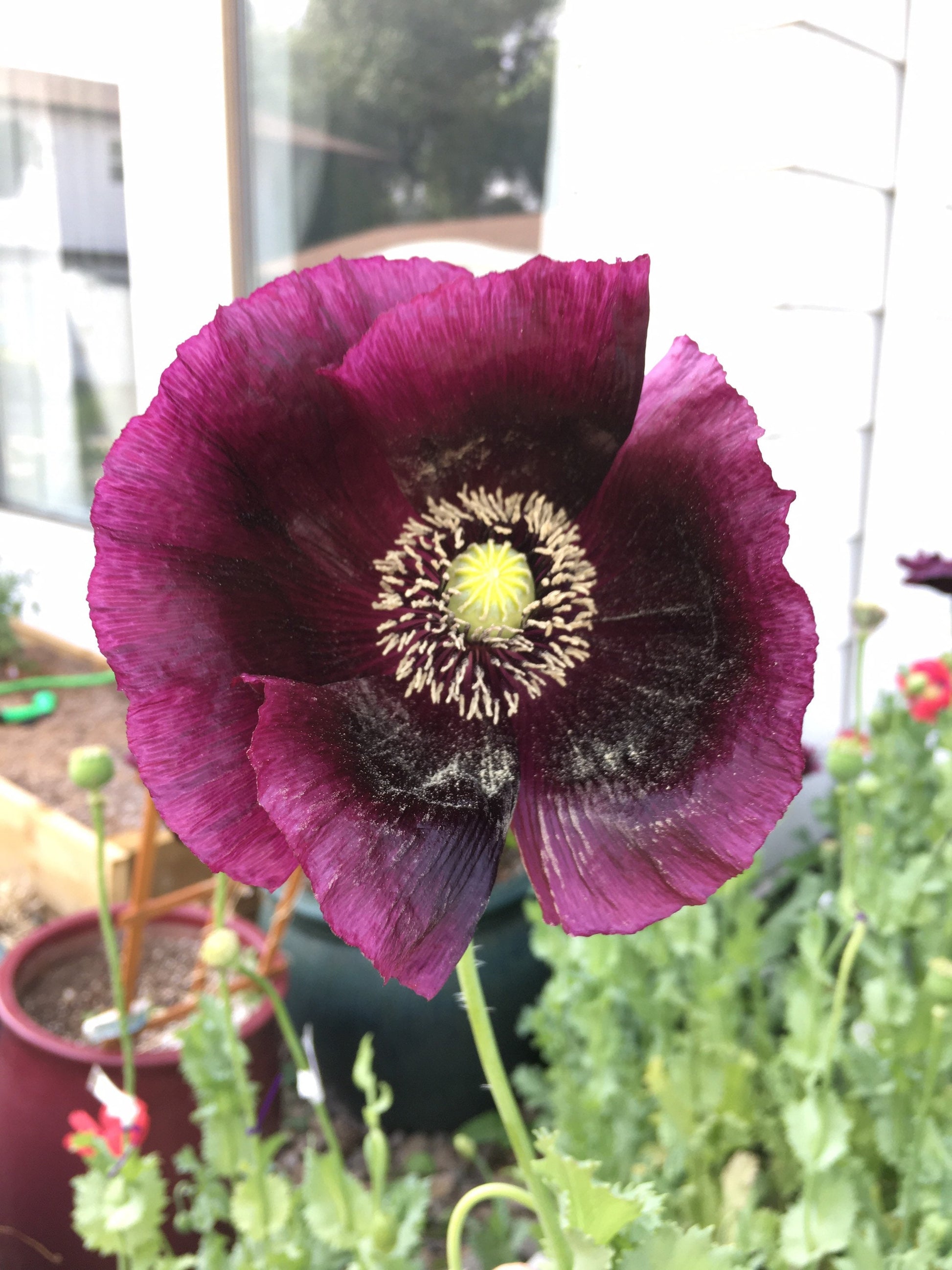 Poppy: Black Dragon (500+ seeds)