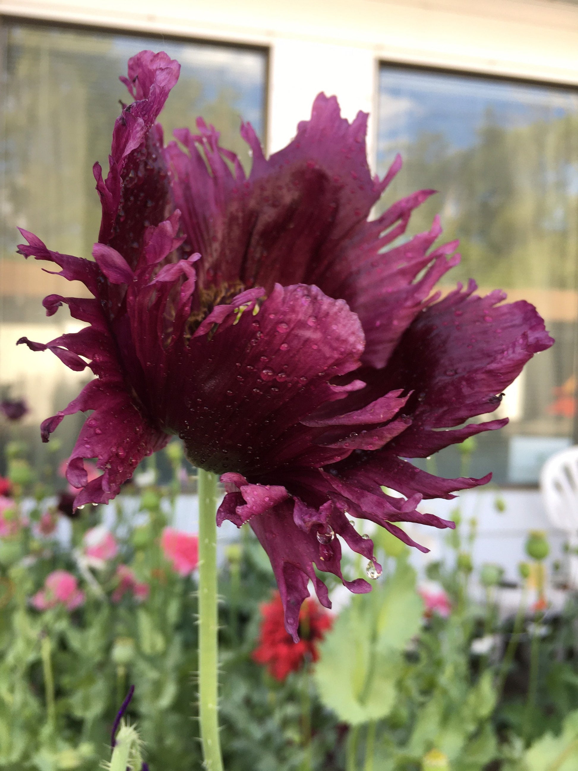 Poppy: Black Dragon (500+ seeds)