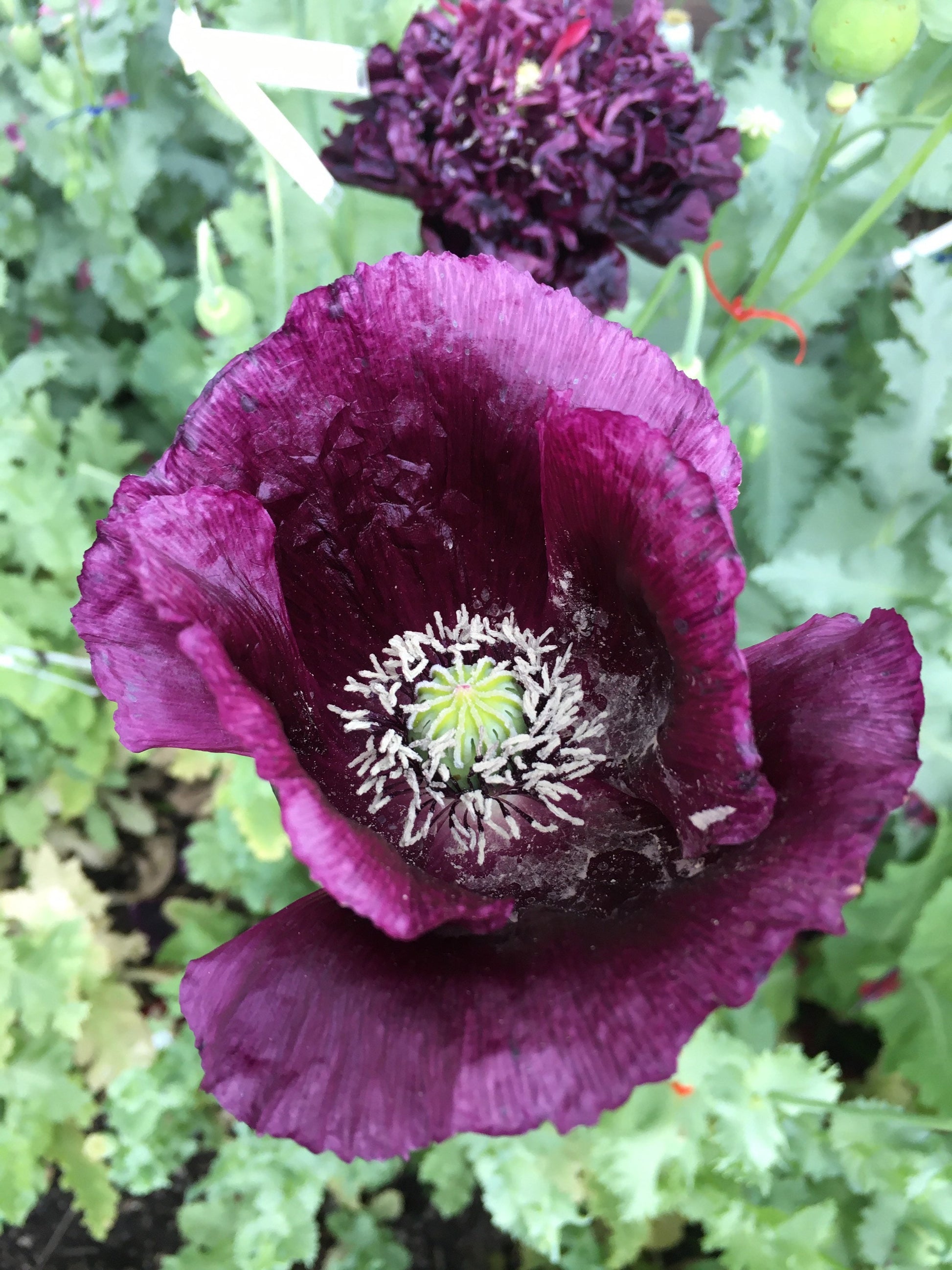 Poppy: Black Dragon (500+ seeds)
