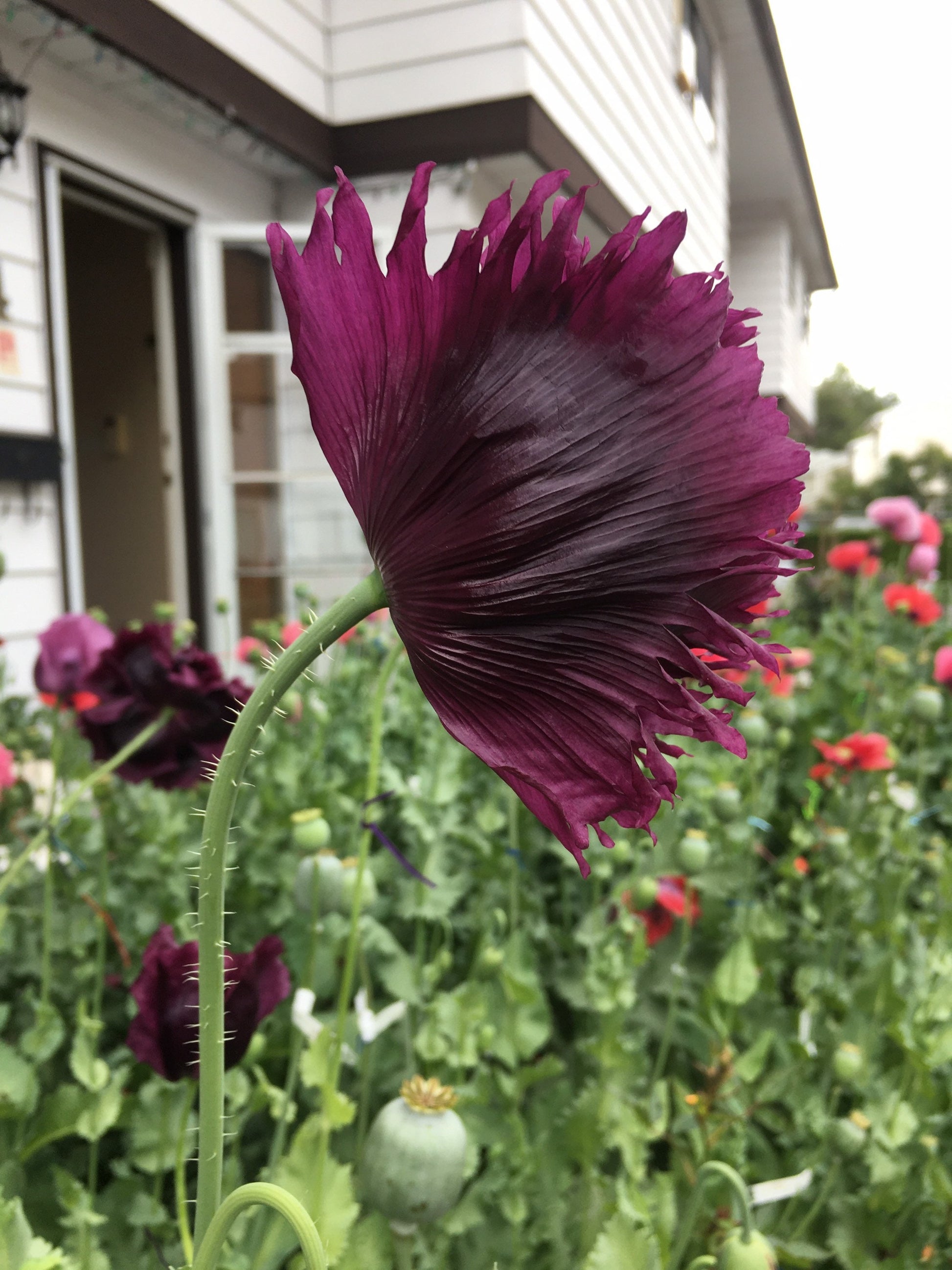 Poppy: Black Dragon (500+ seeds)