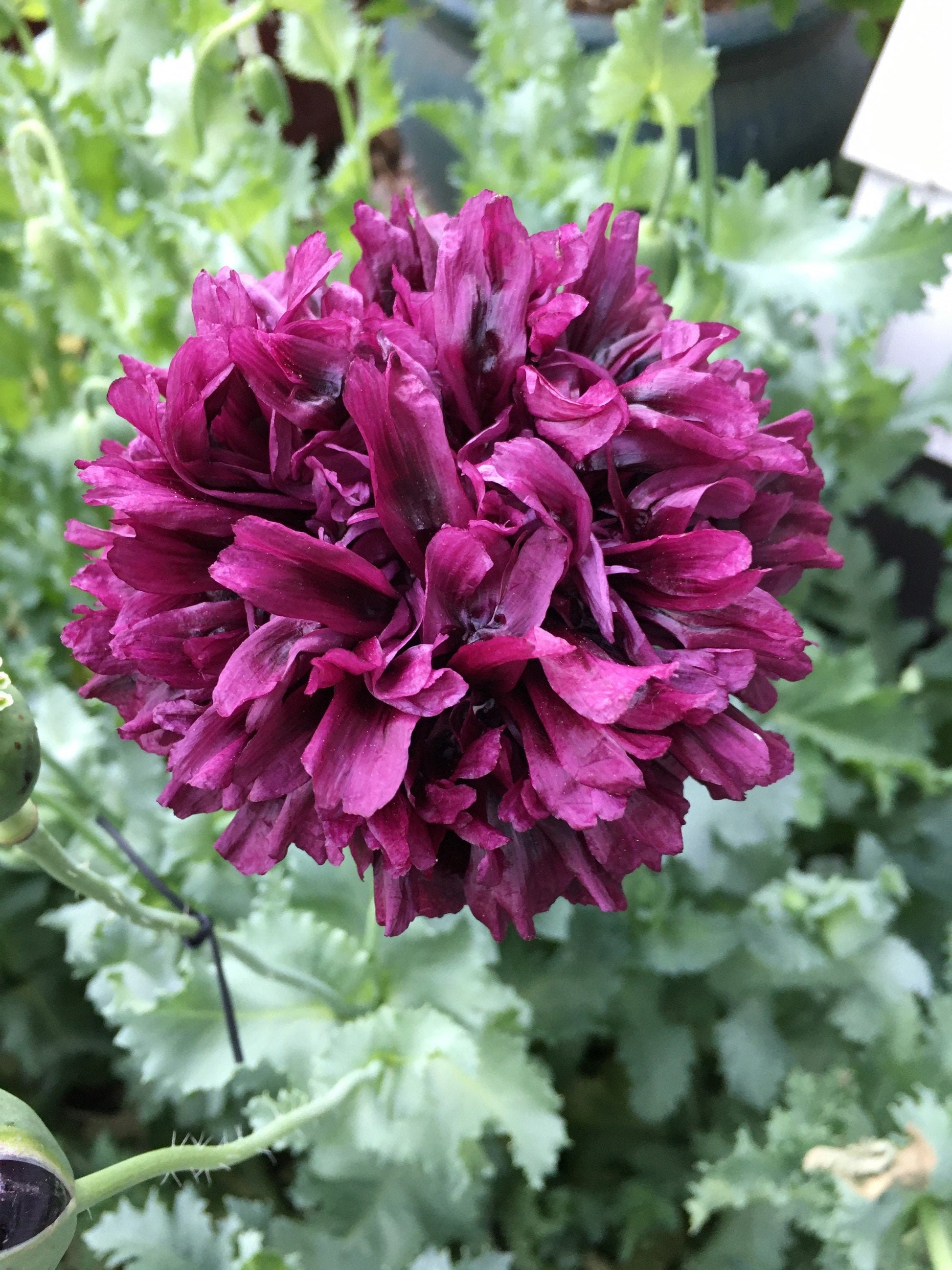 Poppy: Izmir India Black (500+ seeds)