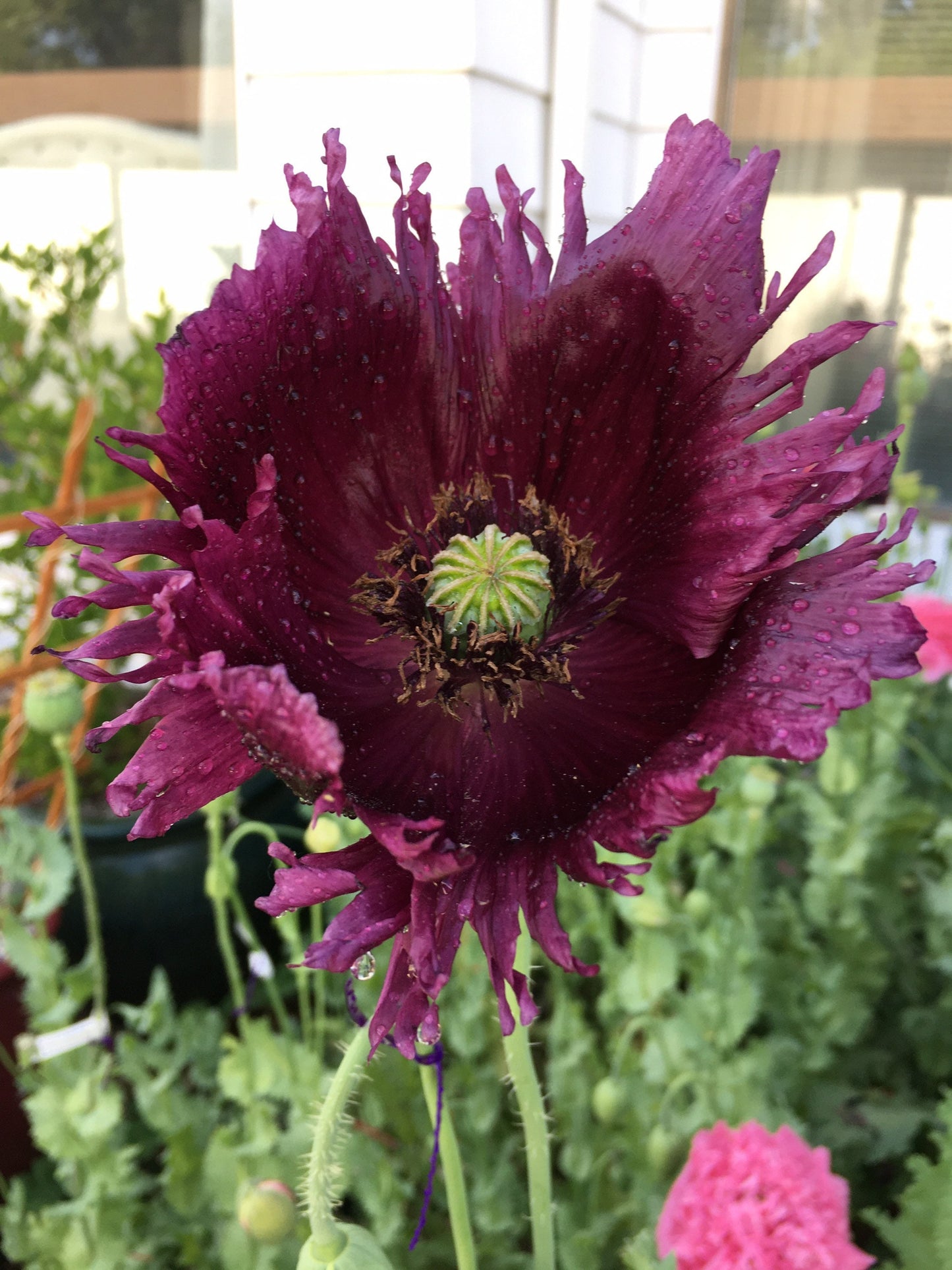 Poppy: Black Dragon (500+ seeds)