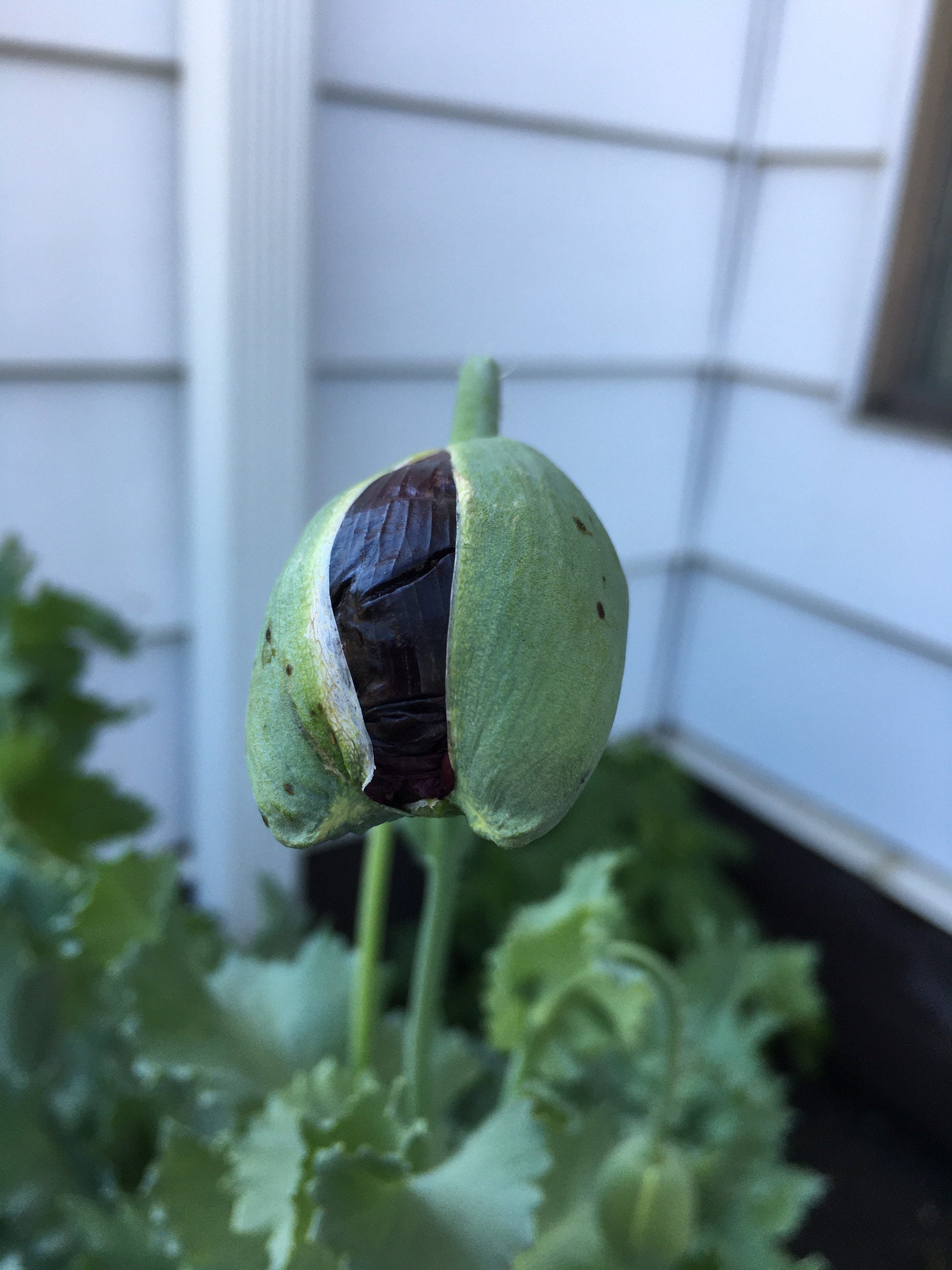 Poppy: Izmir India Black (500+ seeds)