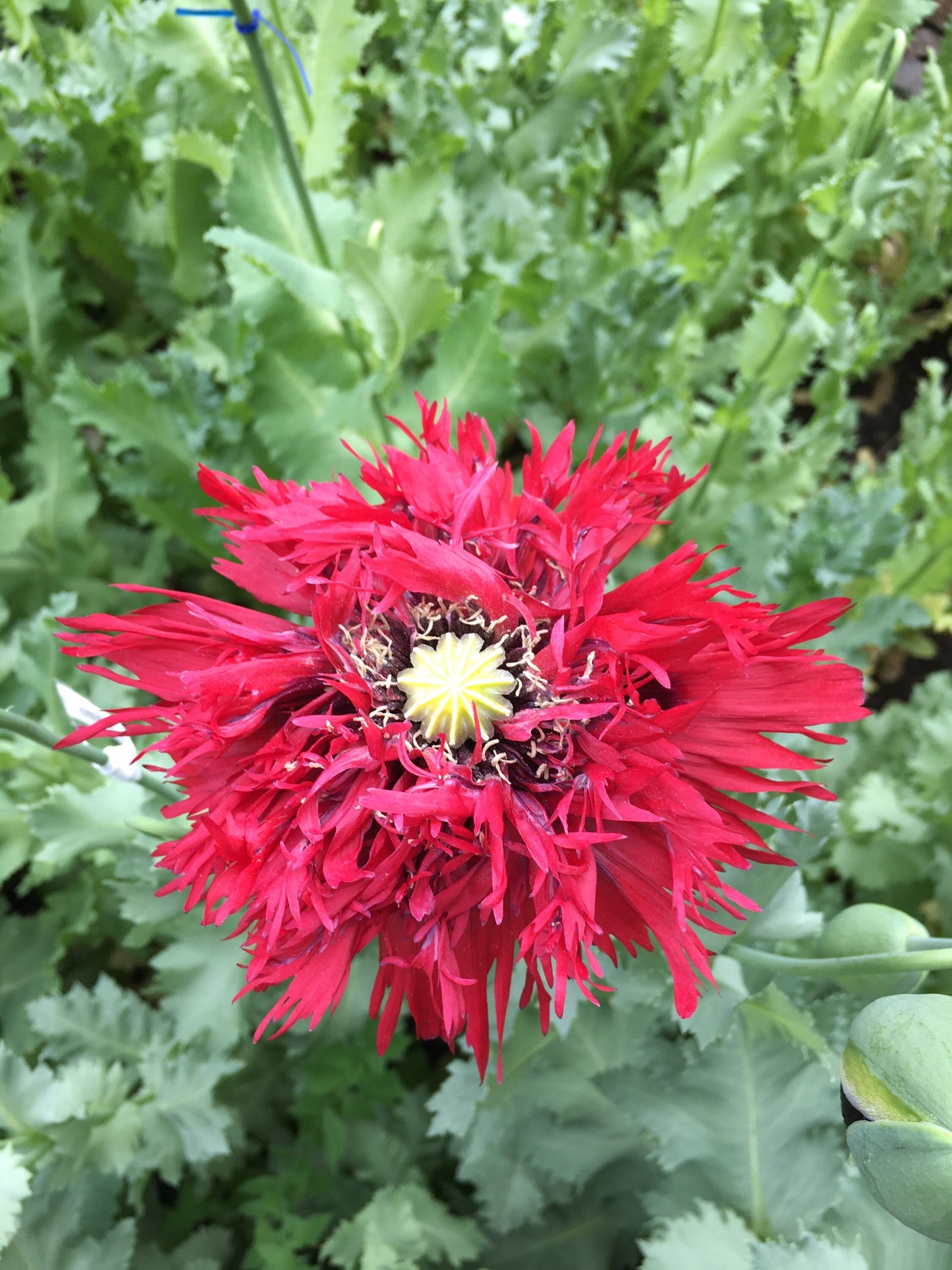 Poppy: Sugarplum Red
