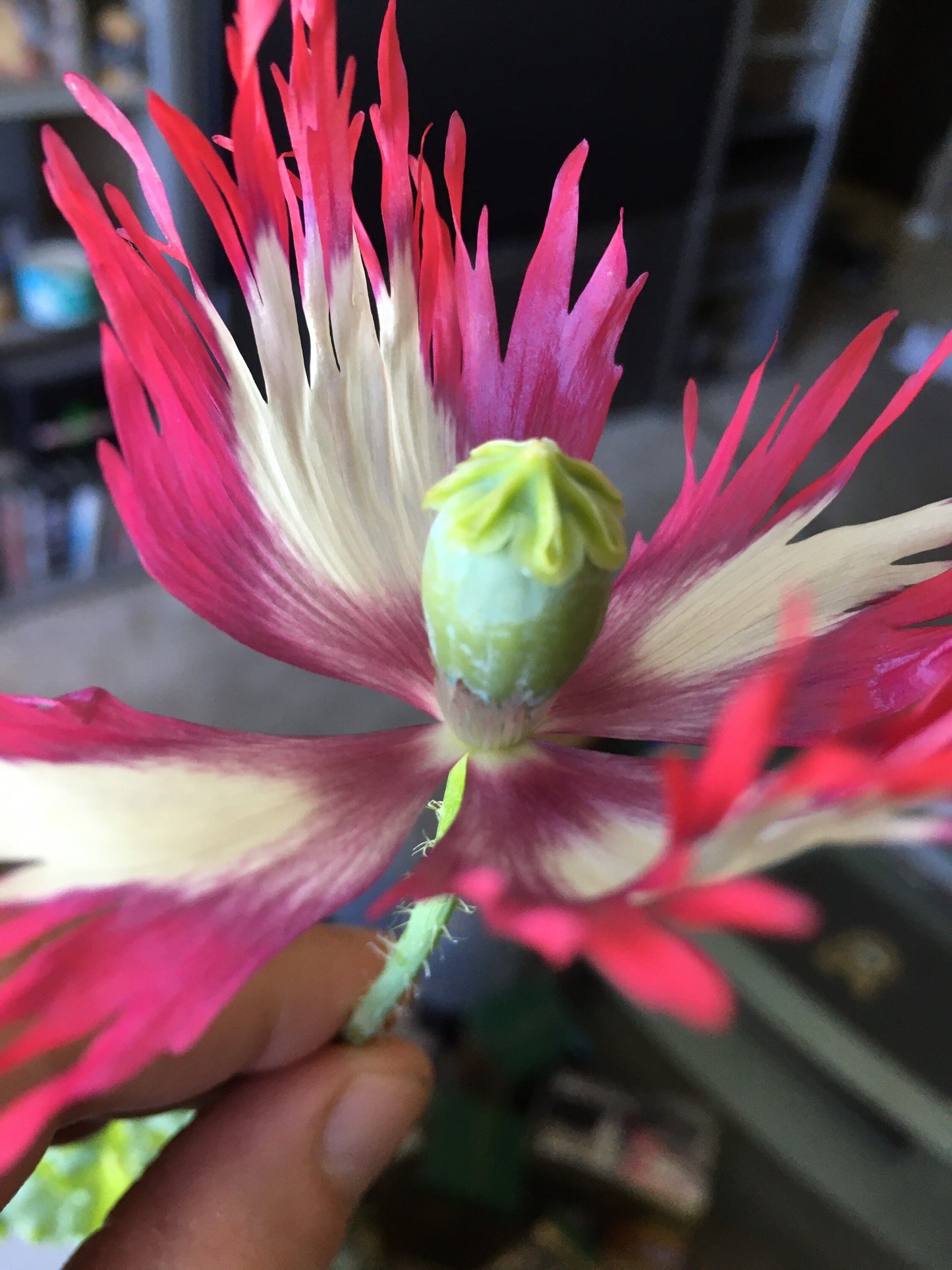 Poppy: Izmir Afghan Pink Flame (500+ seeds)