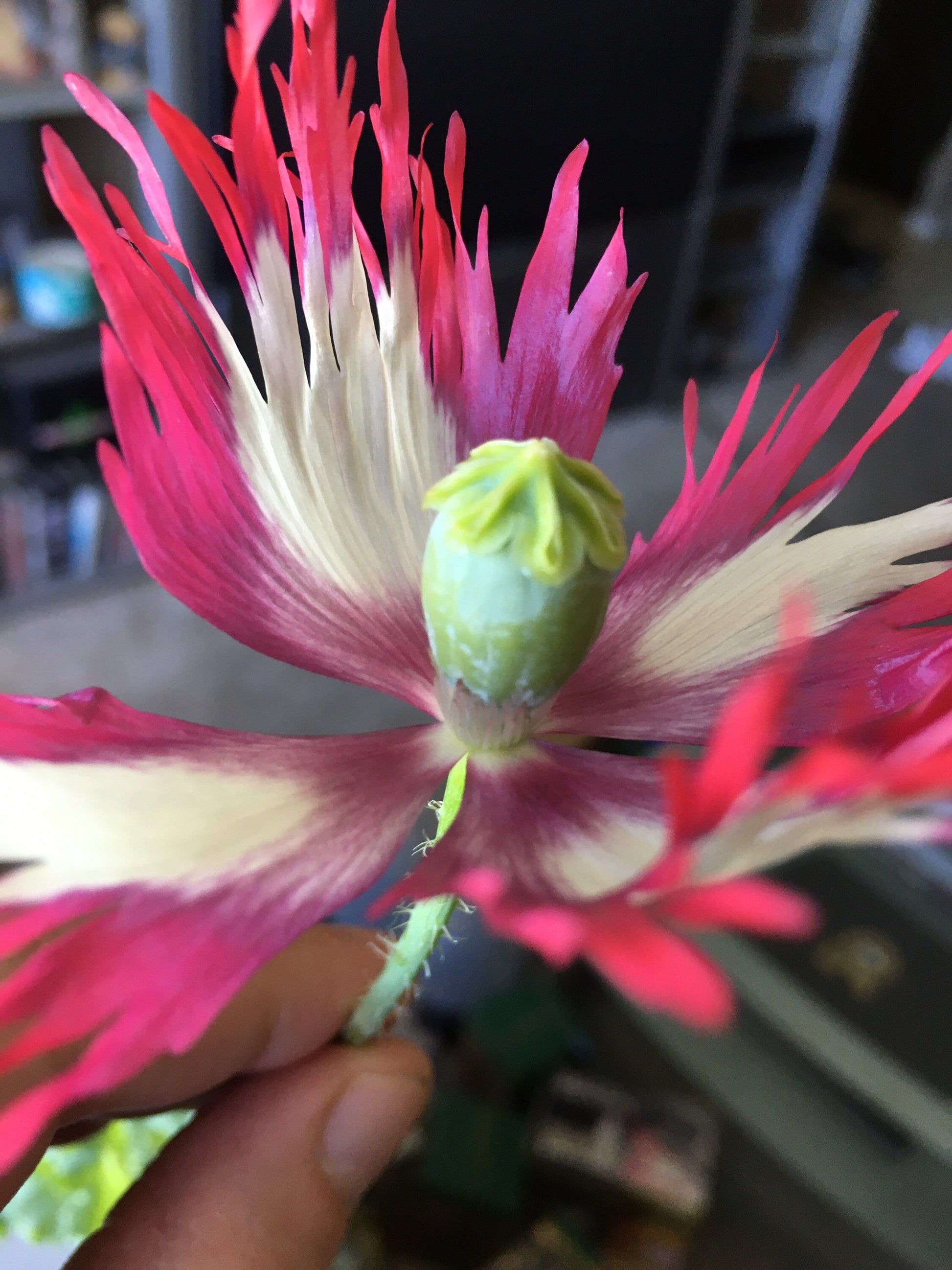 Poppy: Izmir Afghan Pink Flame (500+ seeds)