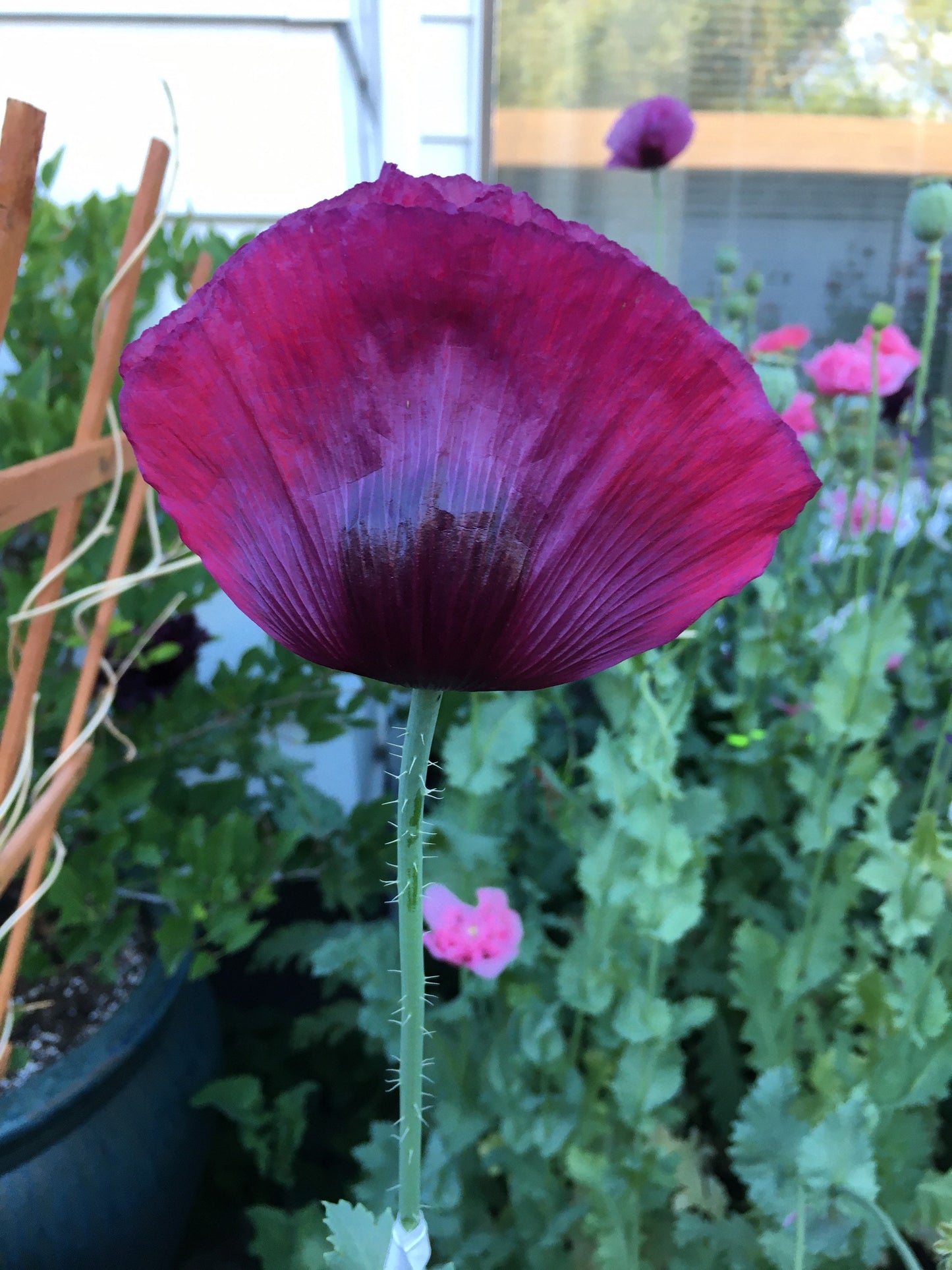 Poppy: Izmir Lauren's Grape (1000+ seeds)