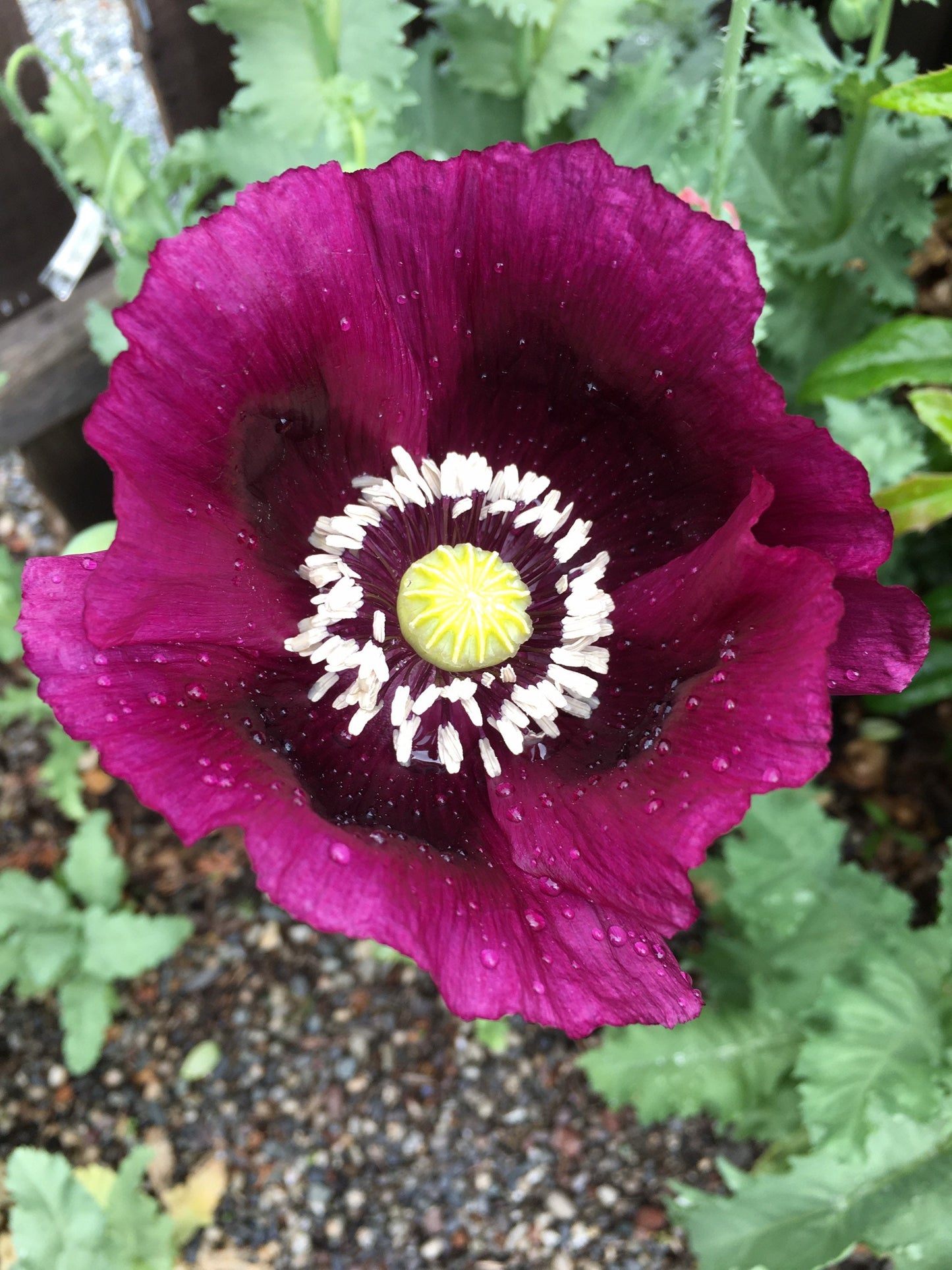 Poppy: Izmir Lauren's Grape (1000+ seeds)
