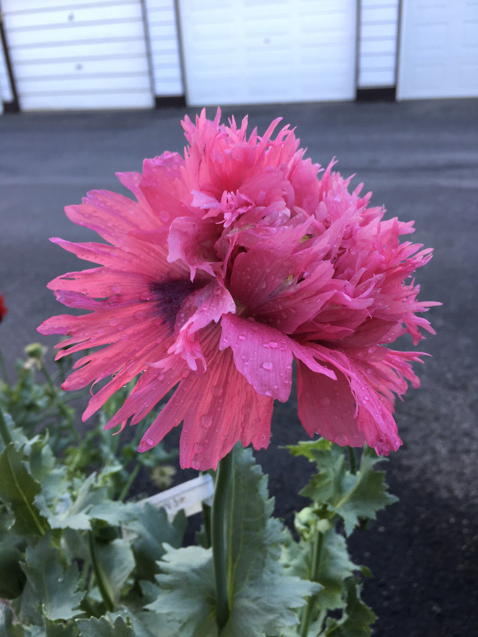Poppy: Izmir Pink Pepperbox (1000+ seeds)