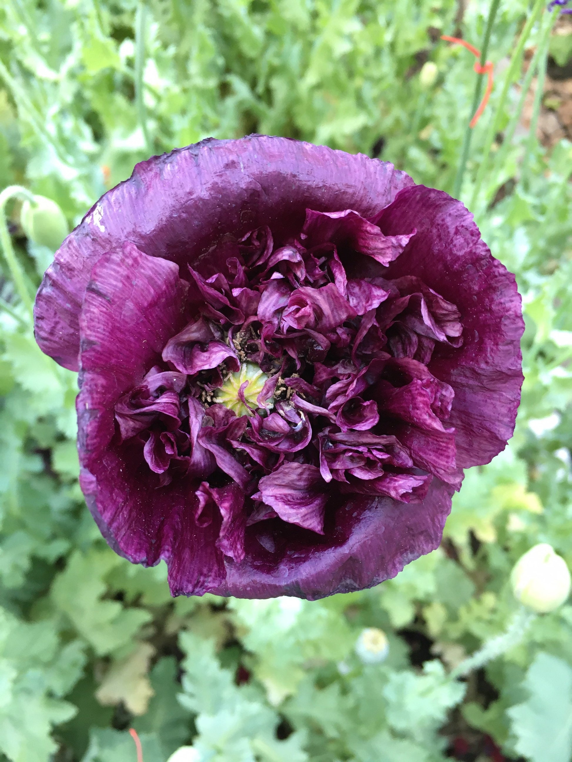 Poppy: Izmir India Black (500+ seeds)