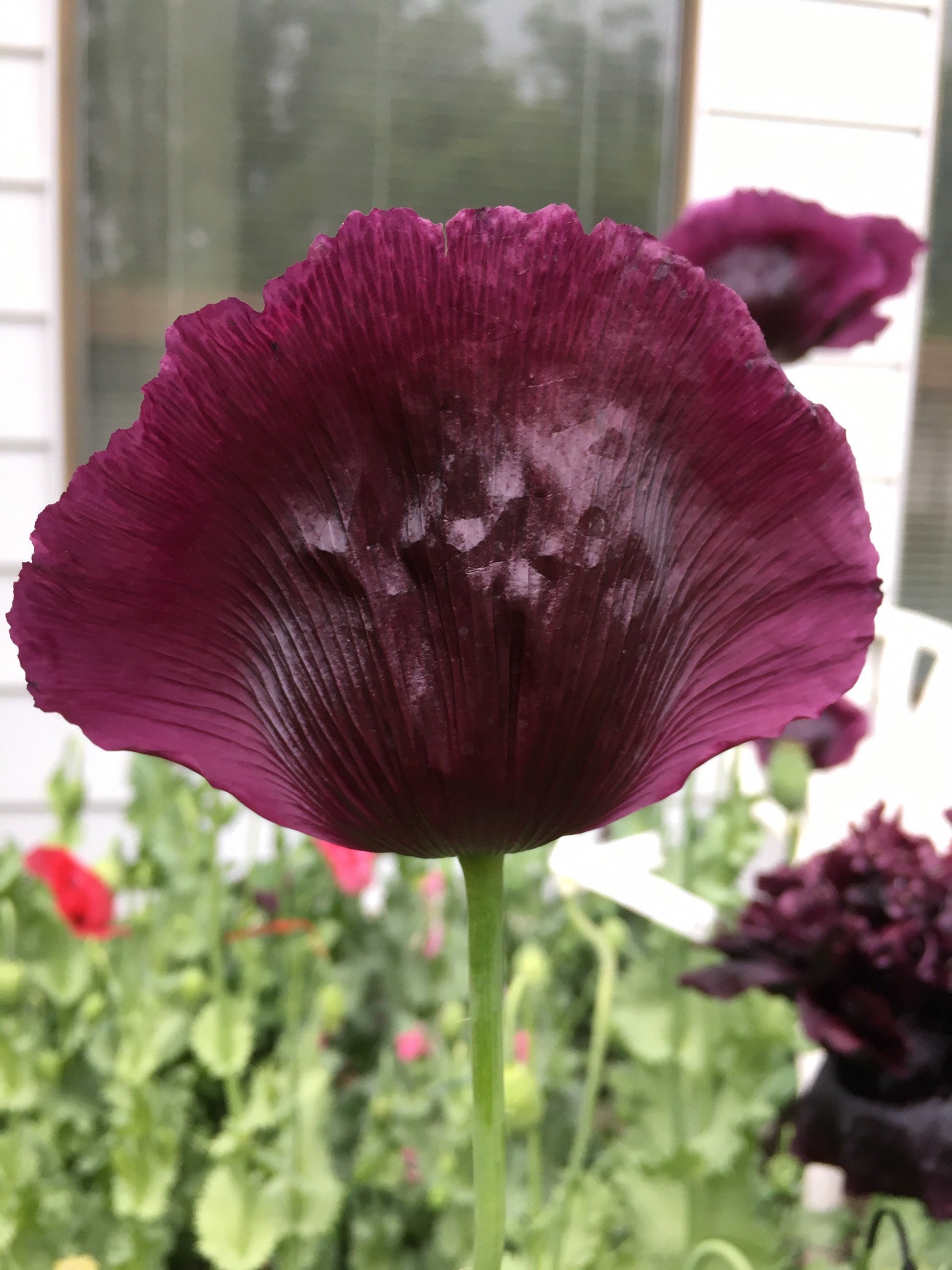 Poppy: Black Dragon (500+ seeds)