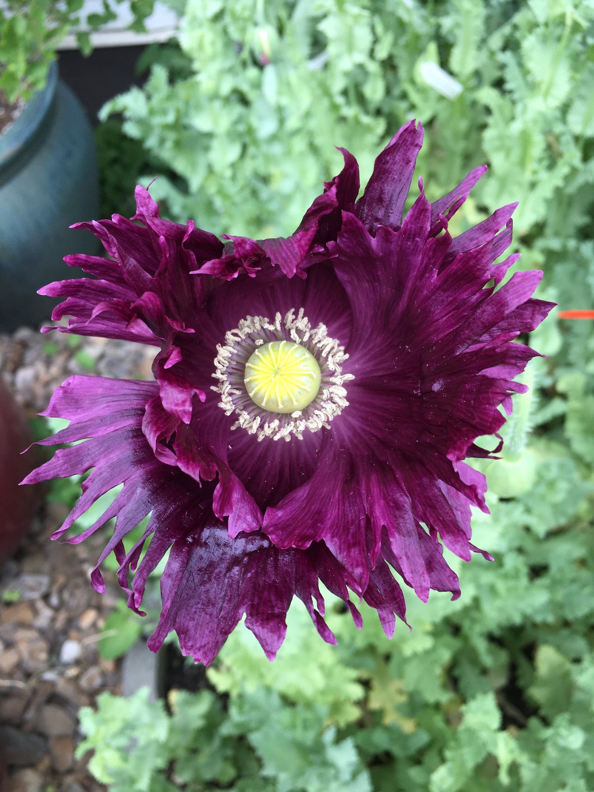 Poppy: Black Dragon (500+ seeds)