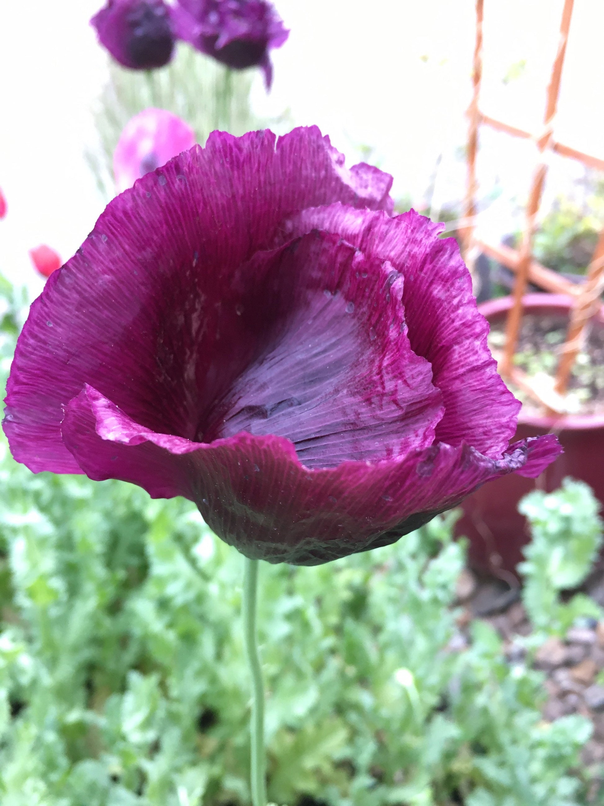 Poppy: Black Dragon (500+ seeds)