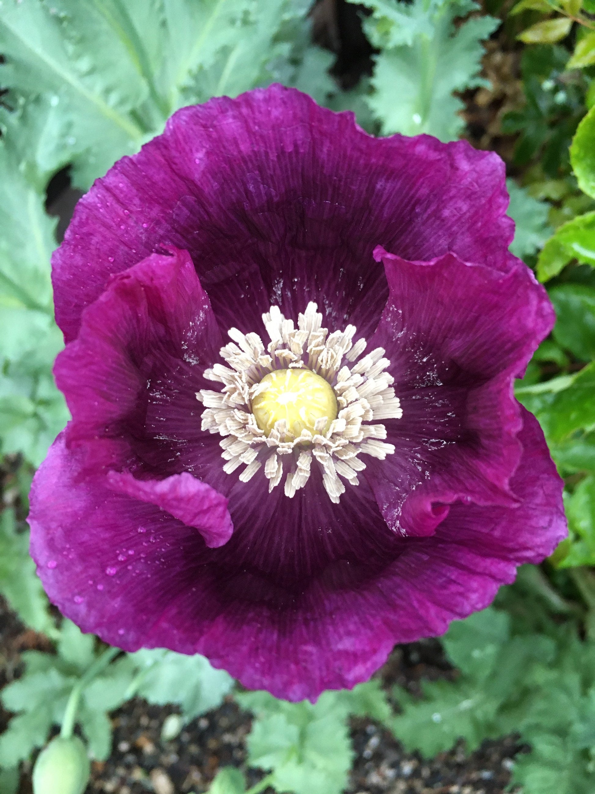 Poppy: Izmir Lauren's Grape (1000+ seeds)