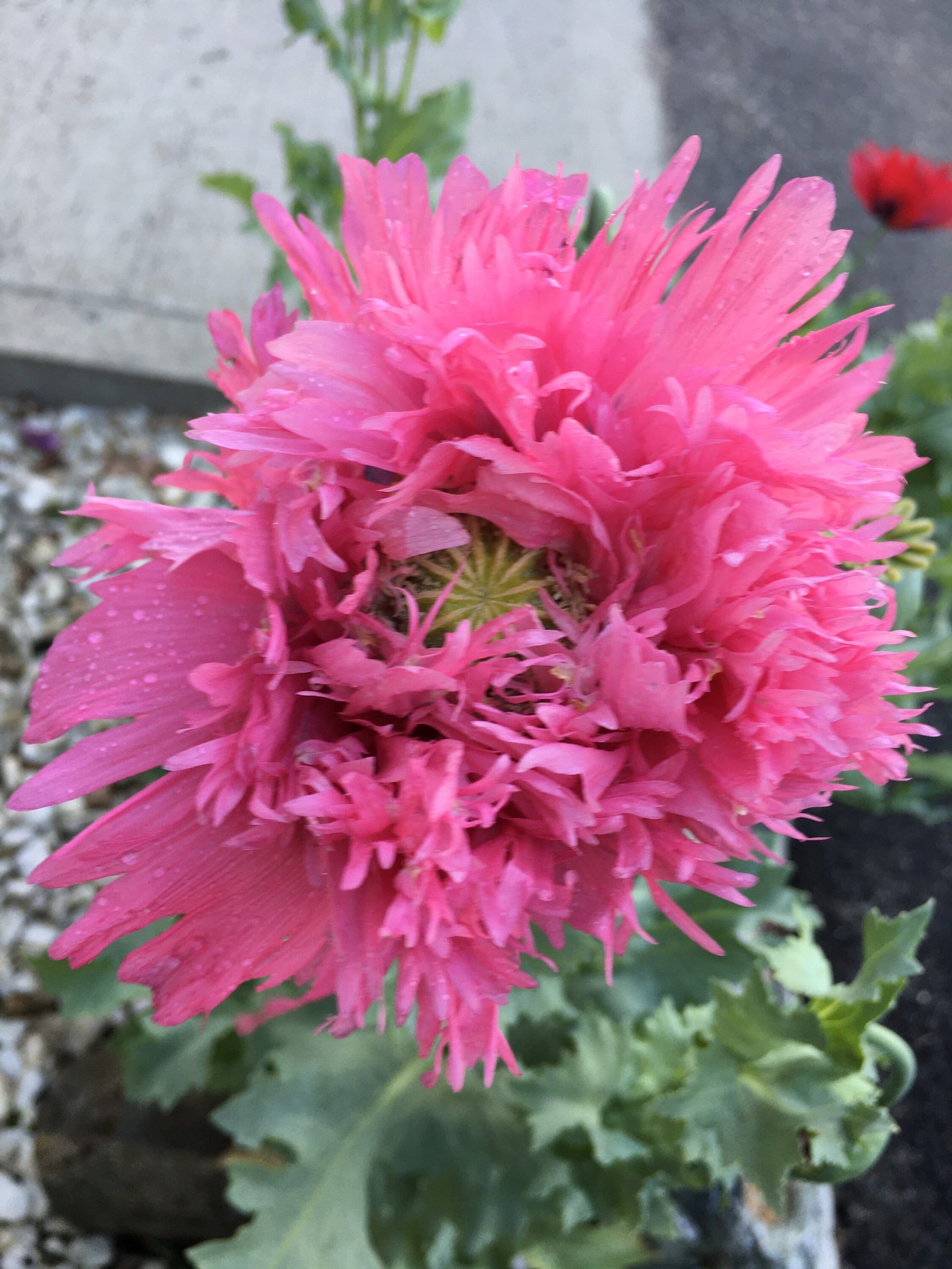 Poppy: Izmir Pink Pepperbox (1000+ seeds)