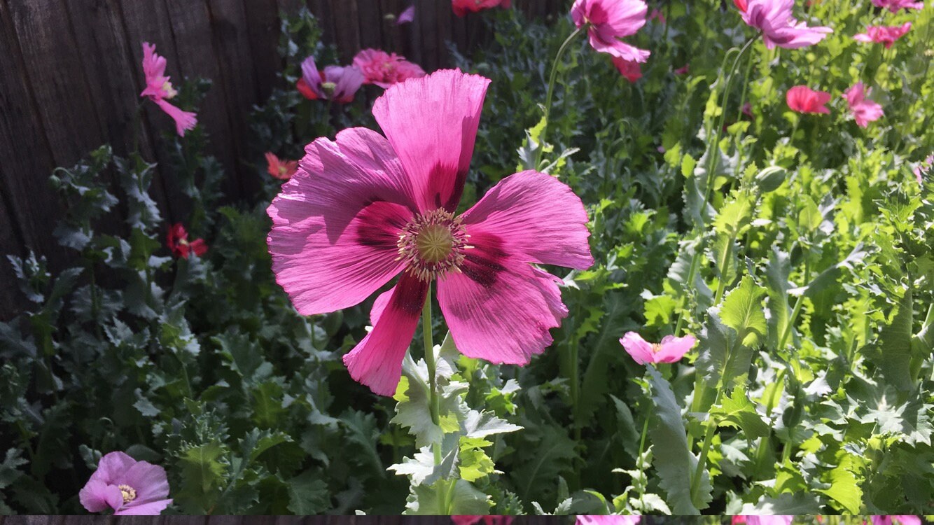 Poppy: Izmir Pink Pepperbox (1000+ seeds)